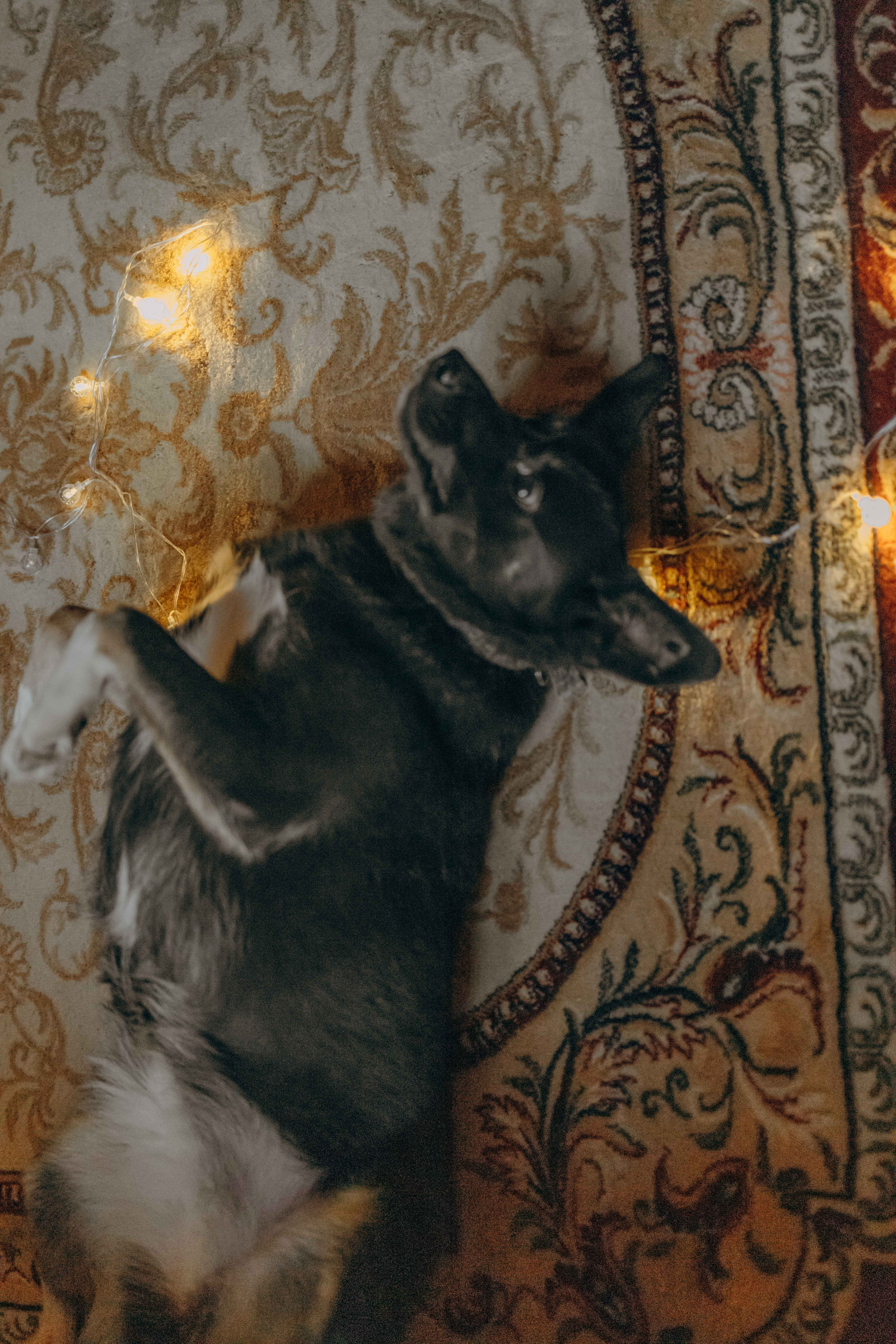 Передержка. Фотограф-анималист в Москве Лера Черноног