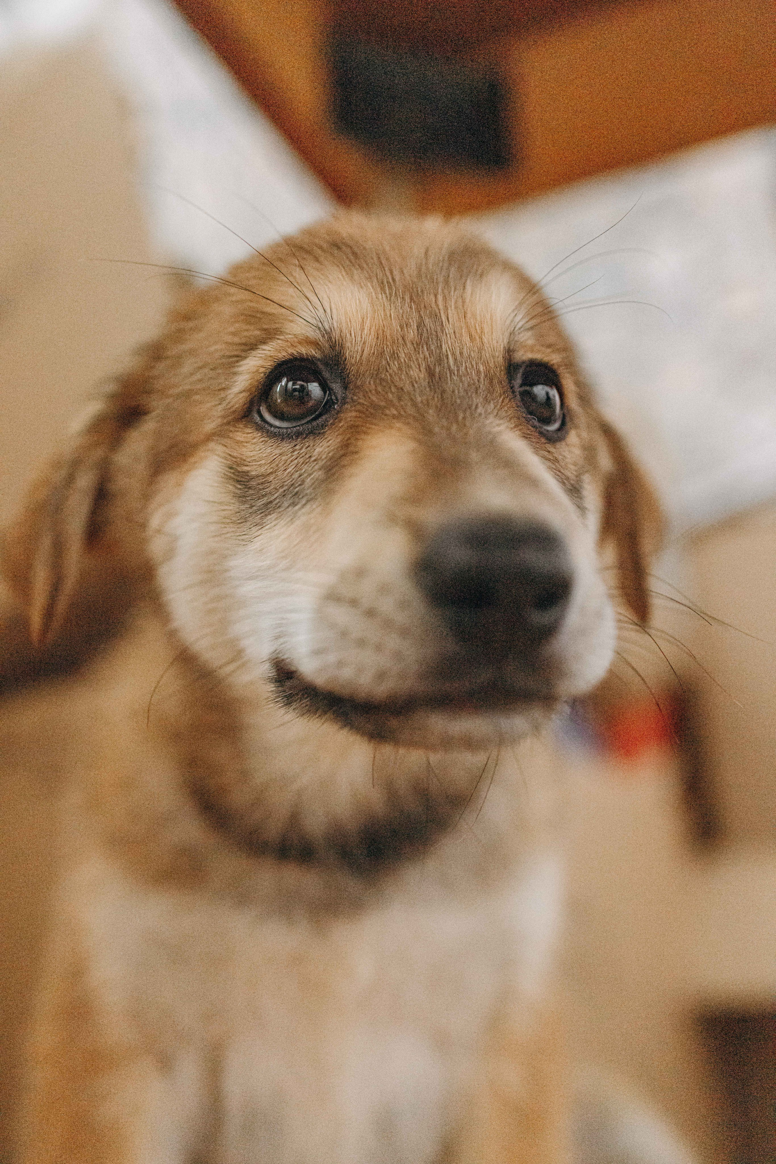 Щеночки на кухне. Фотограф-анималист в Москве Лера Черноног