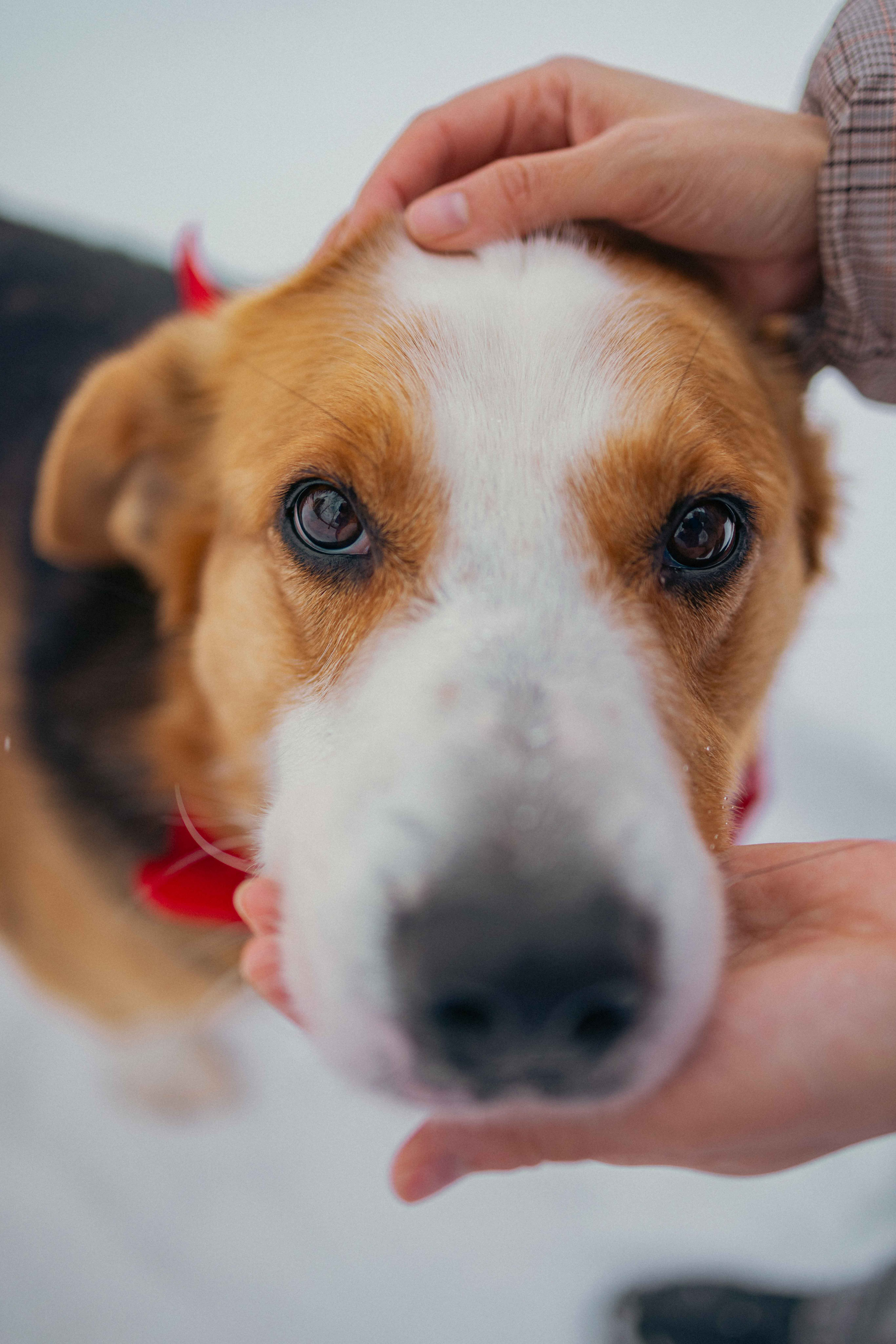 Петя. Фотограф-анималист в Москве Лера Черноног