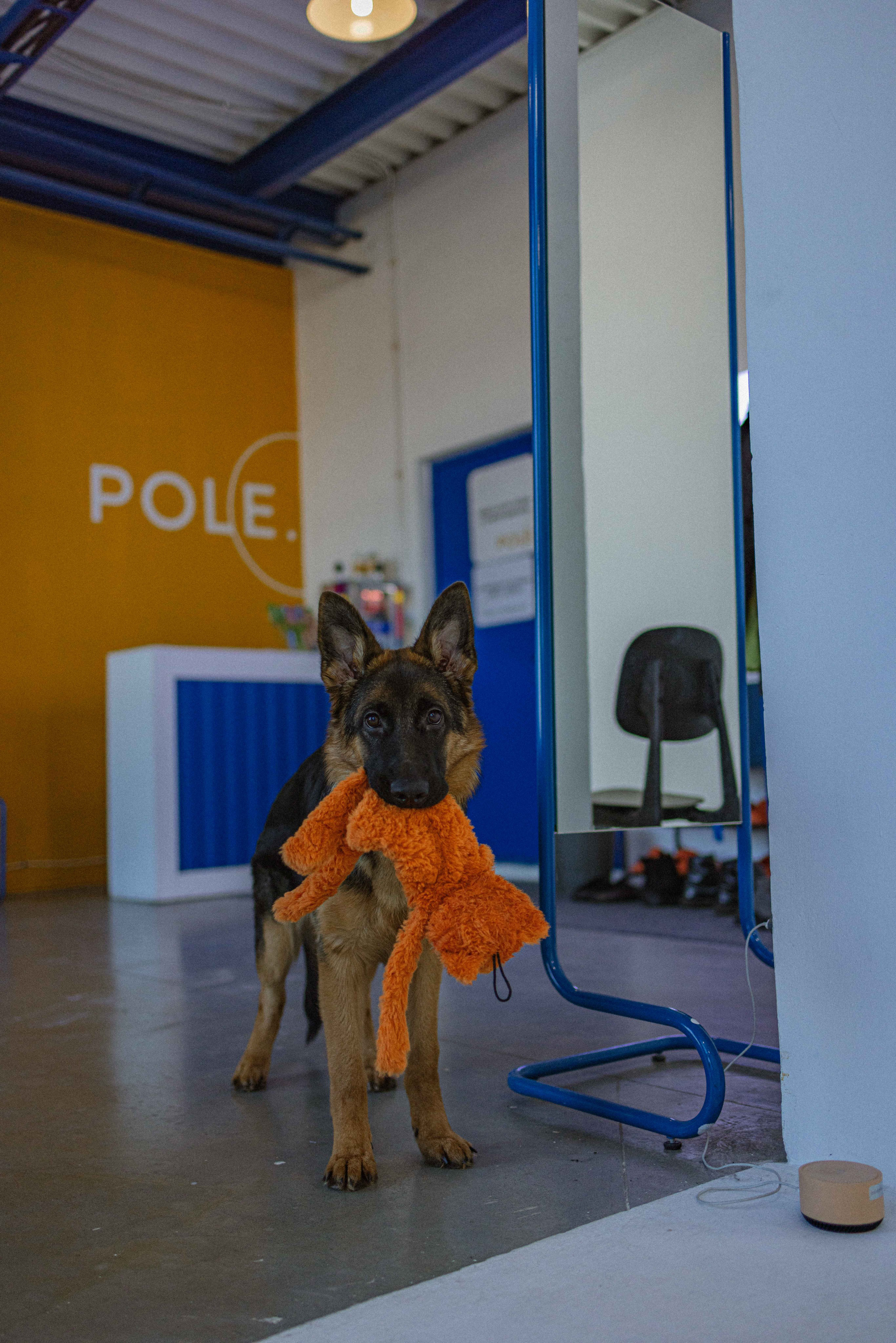 Ася и Буся. Фотограф-анималист в Москве Лера Черноног