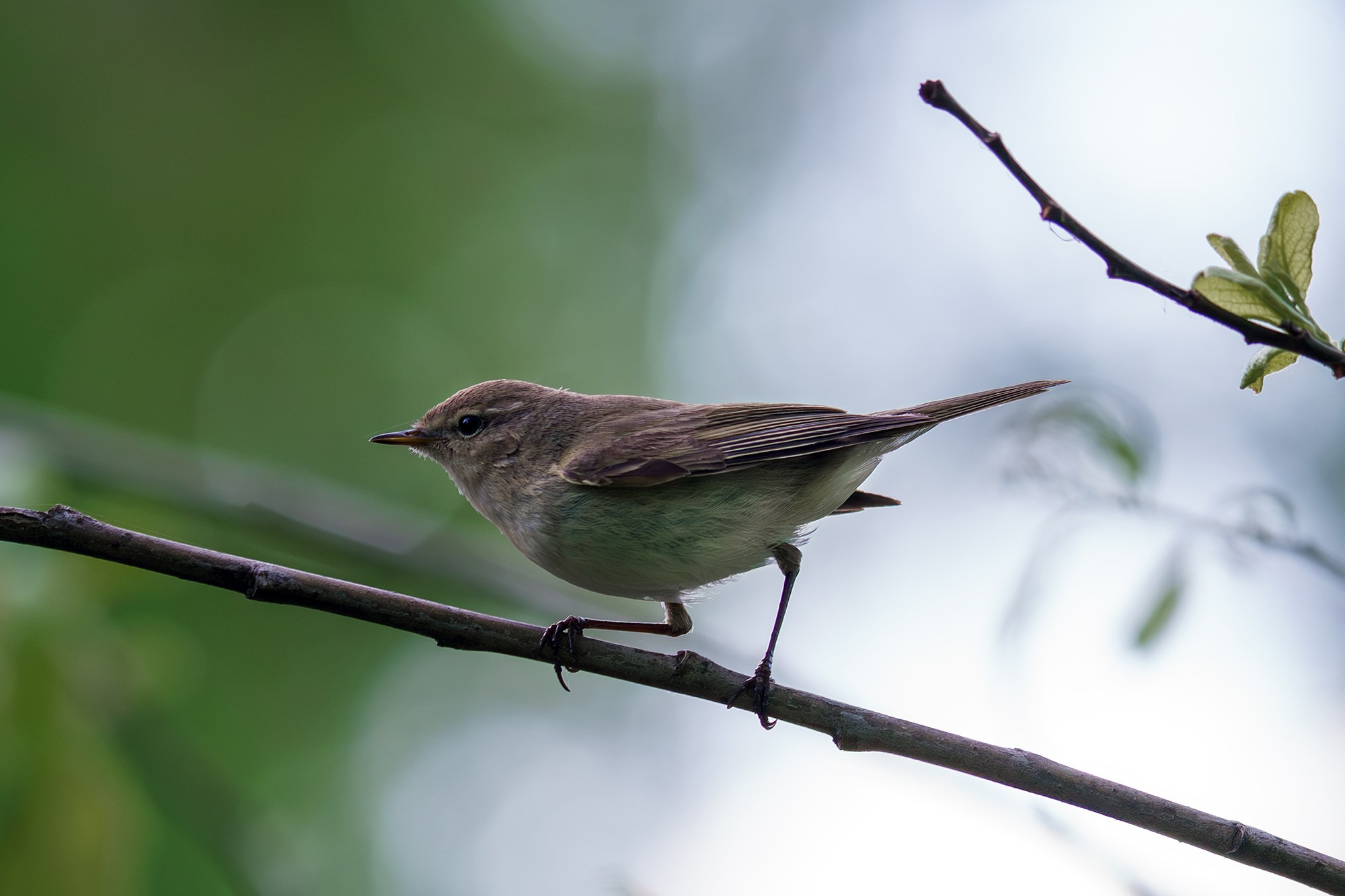 Удивительные мир птиц. Вокруг нас столько прекрасного — присмотритесь!. Ваш личный фотограф Марина Волкова