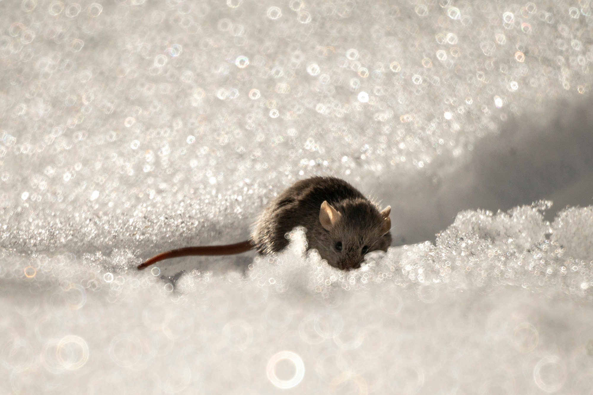 Животные. Ваш личный фотограф Марина Волкова