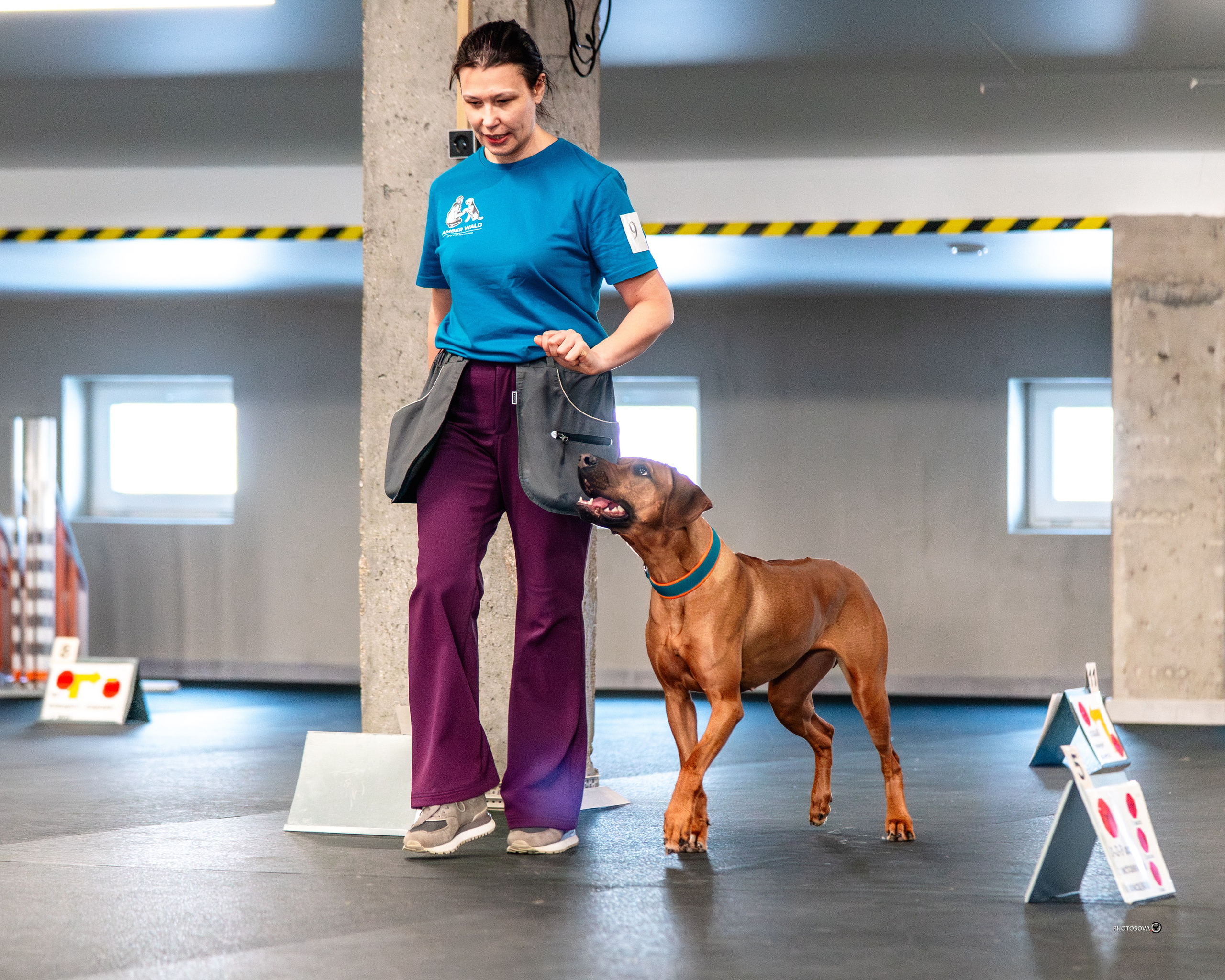 ТЫ И Я (соревнования по ралли-обидиенс). Фотограф-анималист, семейный фотограф в Москве и Подмосковье. Фотосъёмка кинологических дисциплин