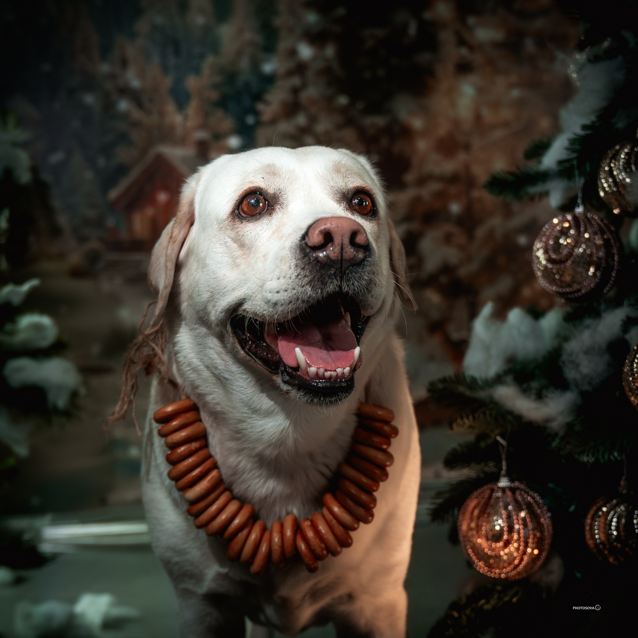 ФОТОПАМЯТЬ ВАШИХ ЭМОЦИЙ. Фотограф-анималист, семейный фотограф в Москве и Подмосковье. Фотосъёмка кинологических дисциплин