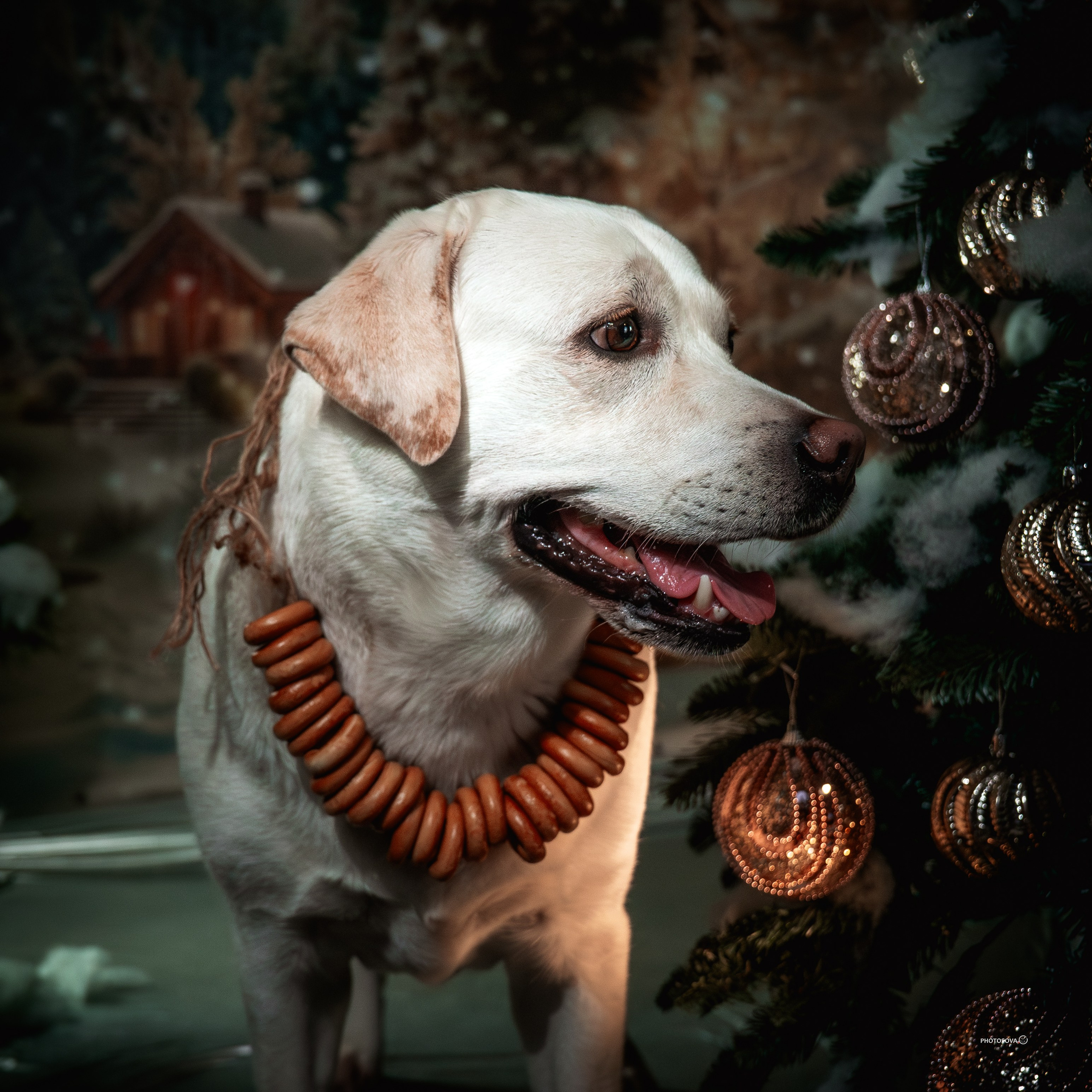 ФОТОПАМЯТЬ ВАШИХ ЭМОЦИЙ. Фотограф-анималист, семейный фотограф в Москве и Подмосковье. Фотосъёмка кинологических дисциплин