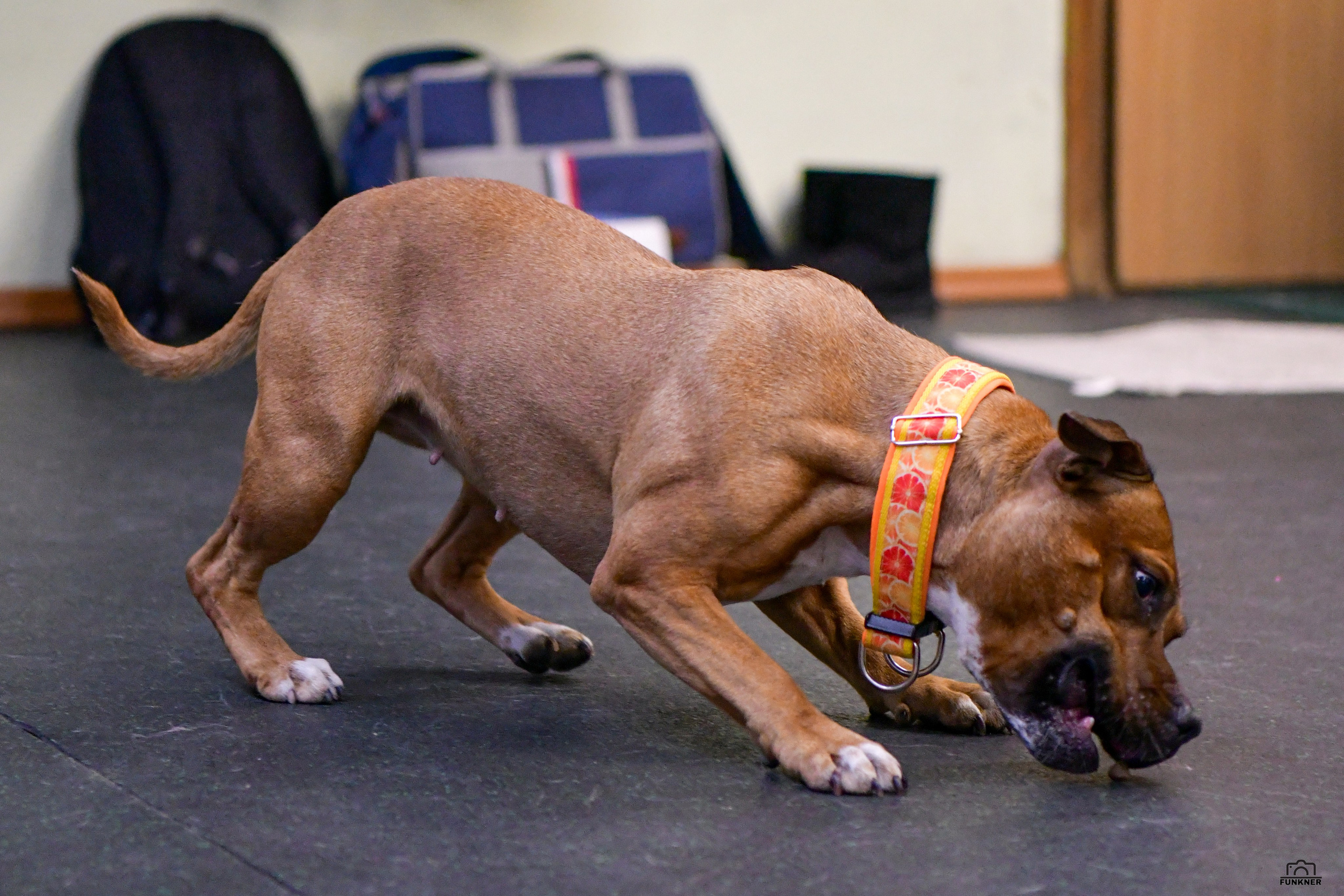 Кинологический клуб «Бодрый хвост». Свой взгляд через объектив