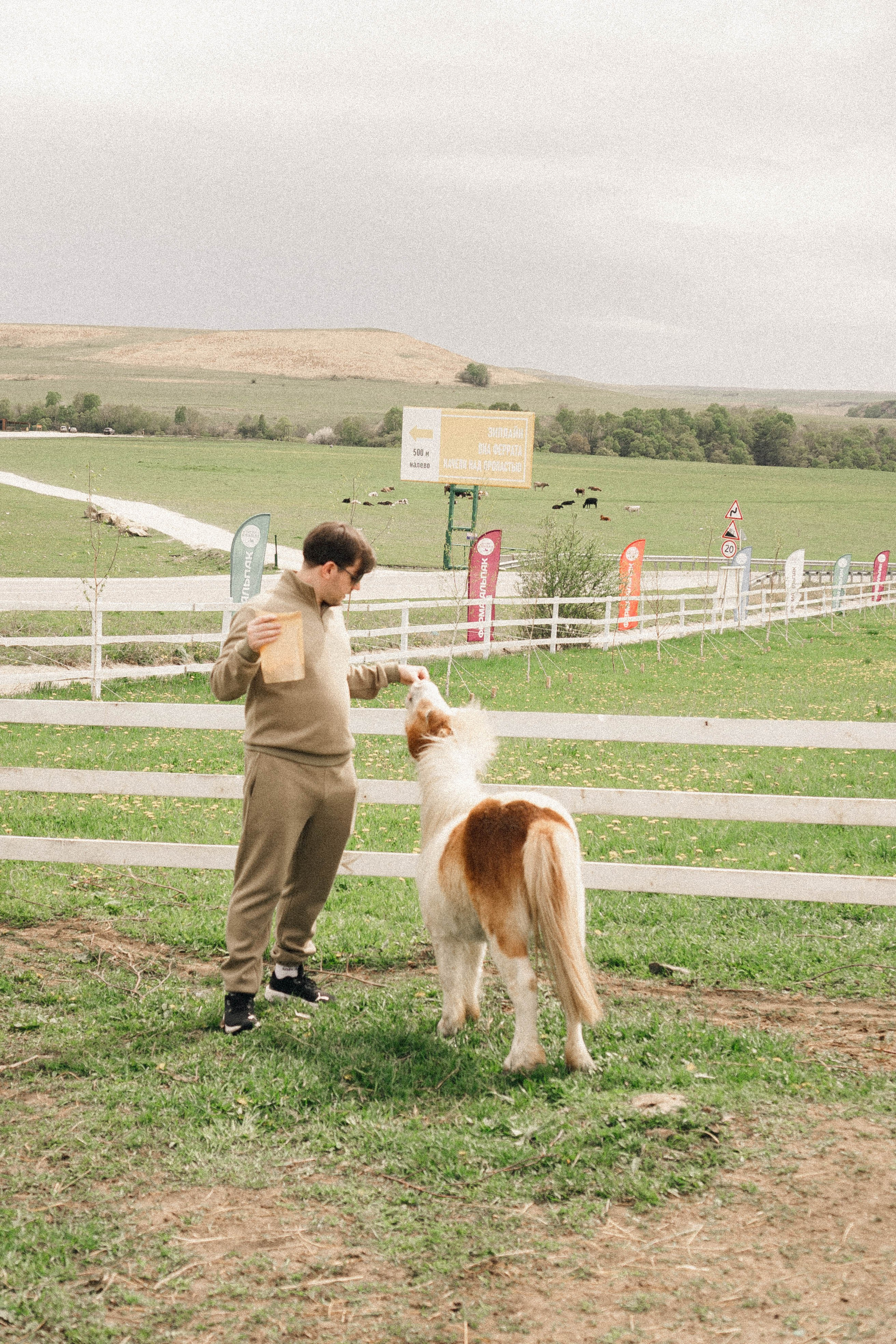Ферма Альпак. Профессиональный фотограф, Санкт-Петербург — Виктория Богомолова