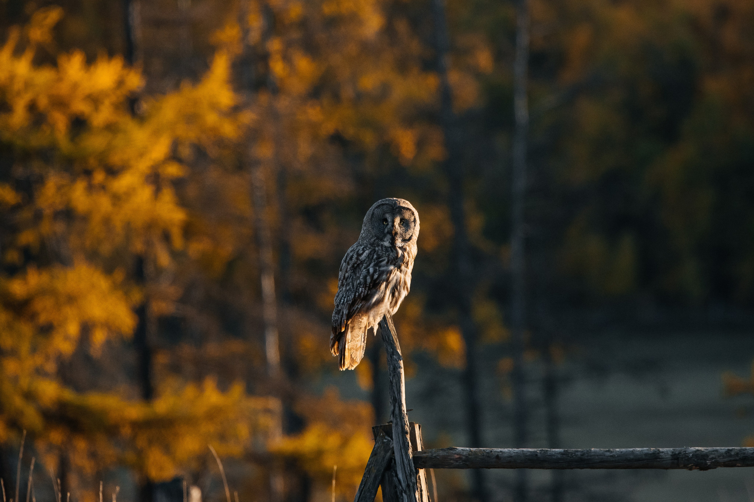 ПЕЙЗАЖ И ЛЮДИ. Саргылана Афанасьева