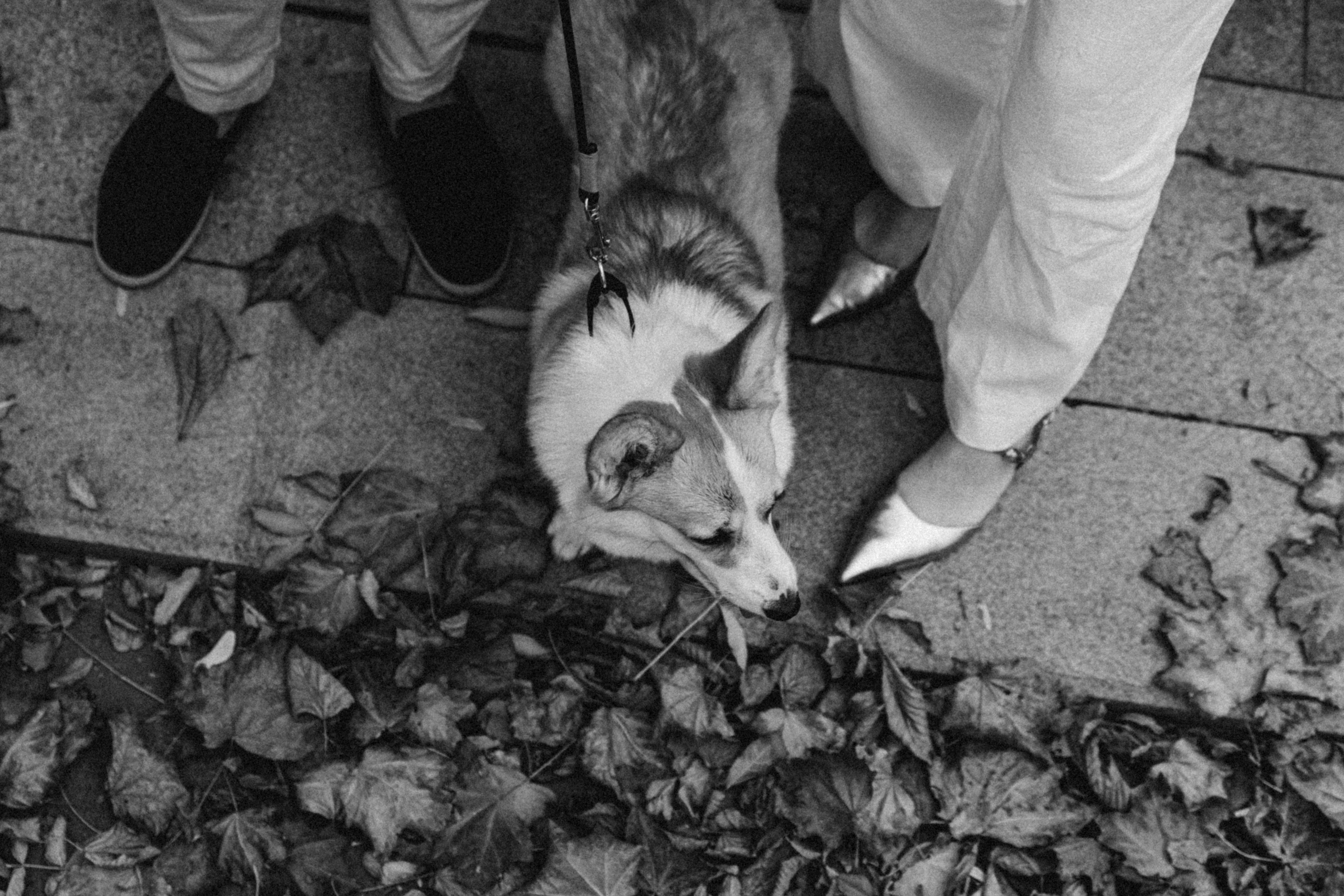 Даша, Рома и Лесли. Фотораф — анималист Мария Шистка