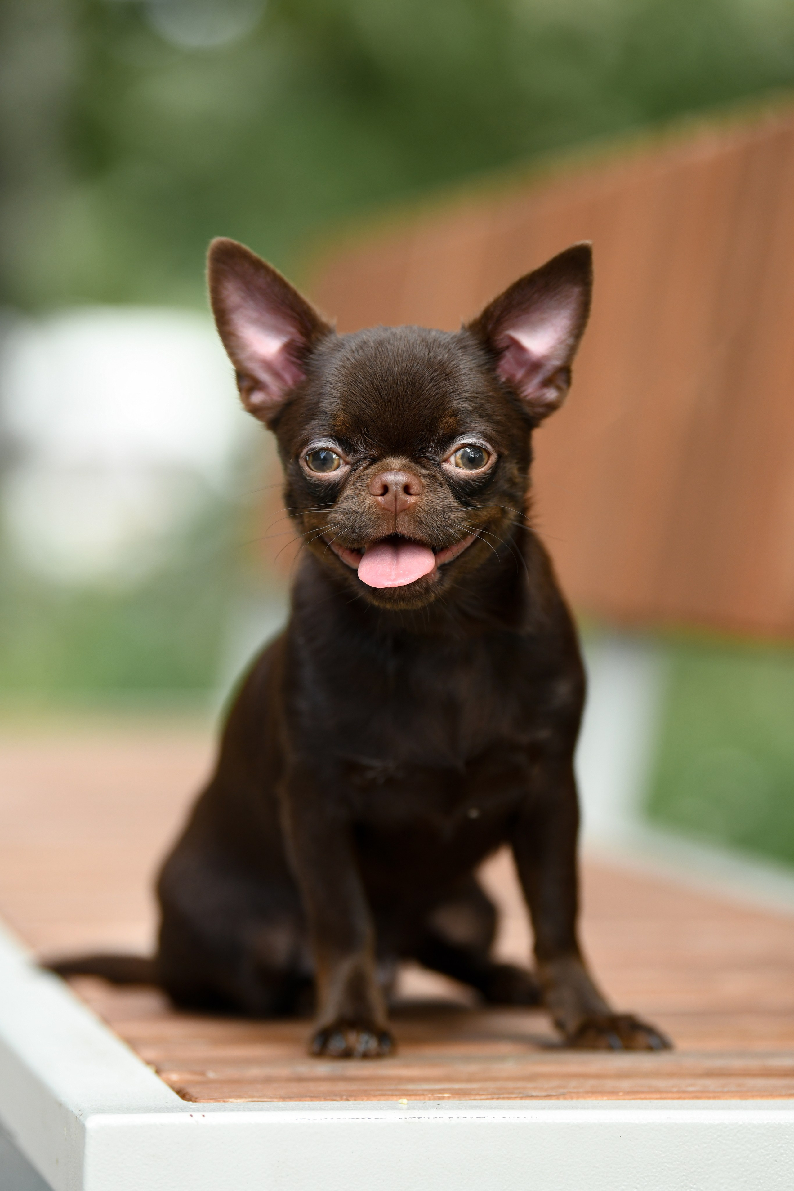 Фото щенков