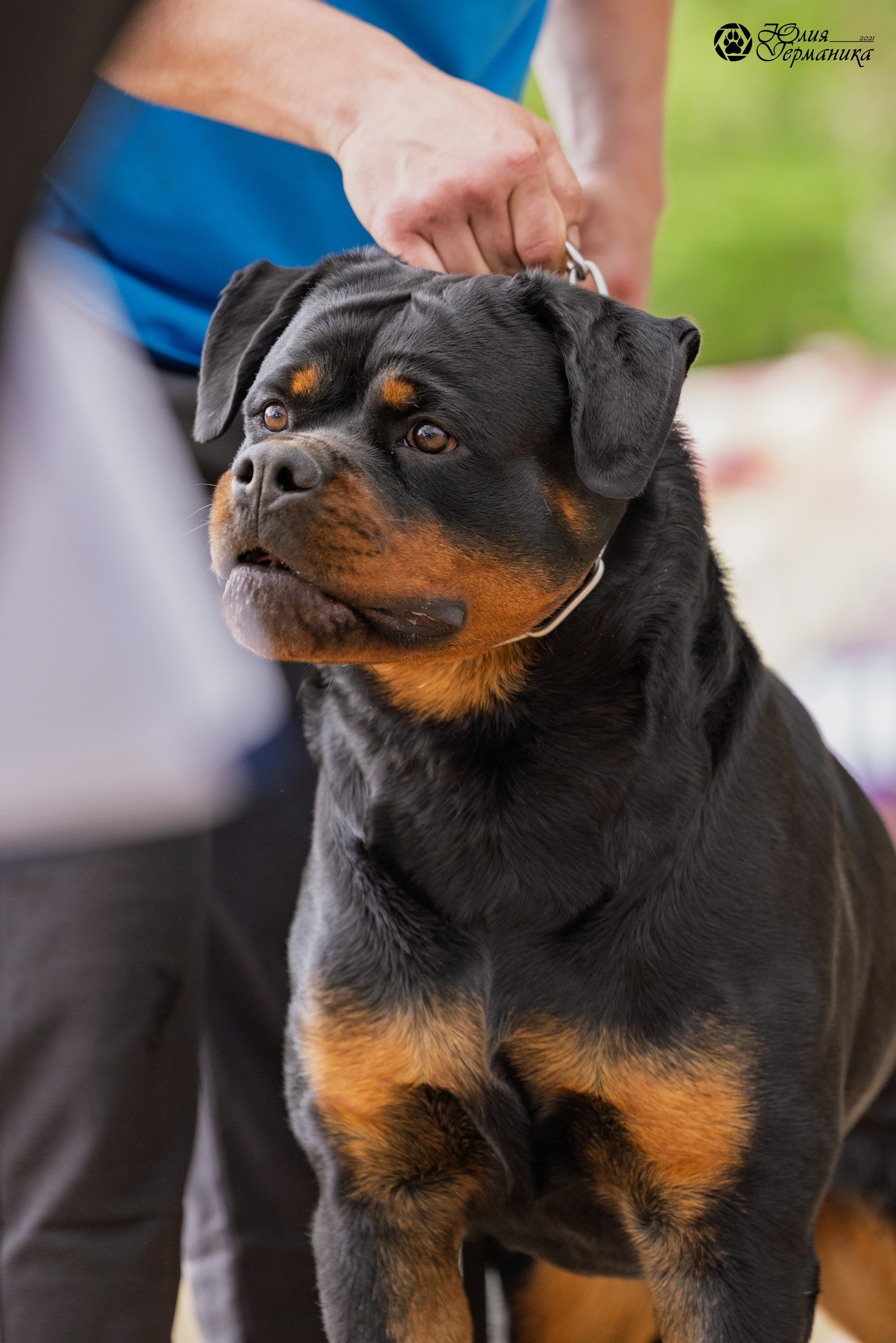 Саратов моно ротвейлеров 26-27.04.2025. Фотограф-анималист Юлия Германика