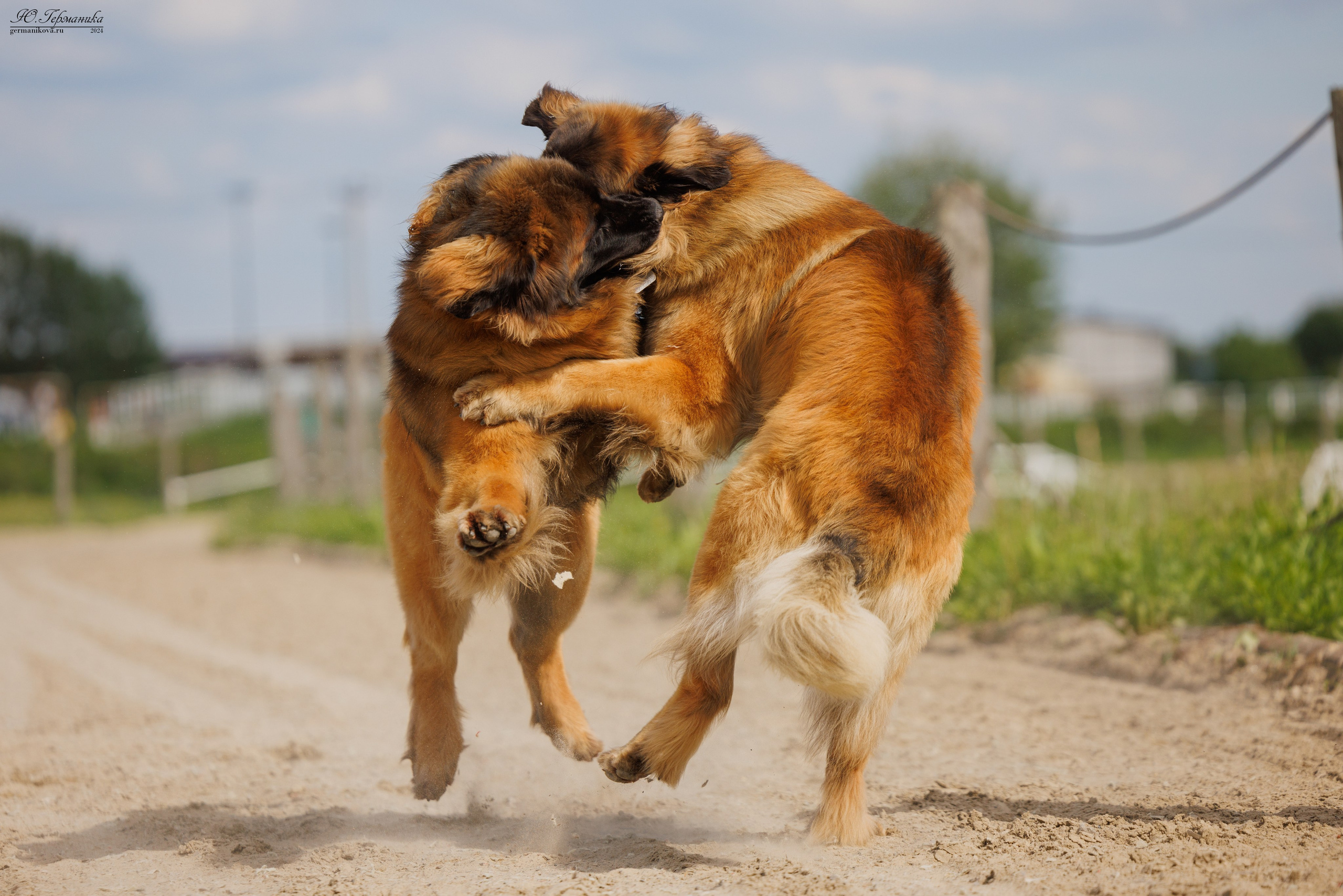 РОССИЯ 8-9.06.2024. Фотограф-анималист Юлия Германика