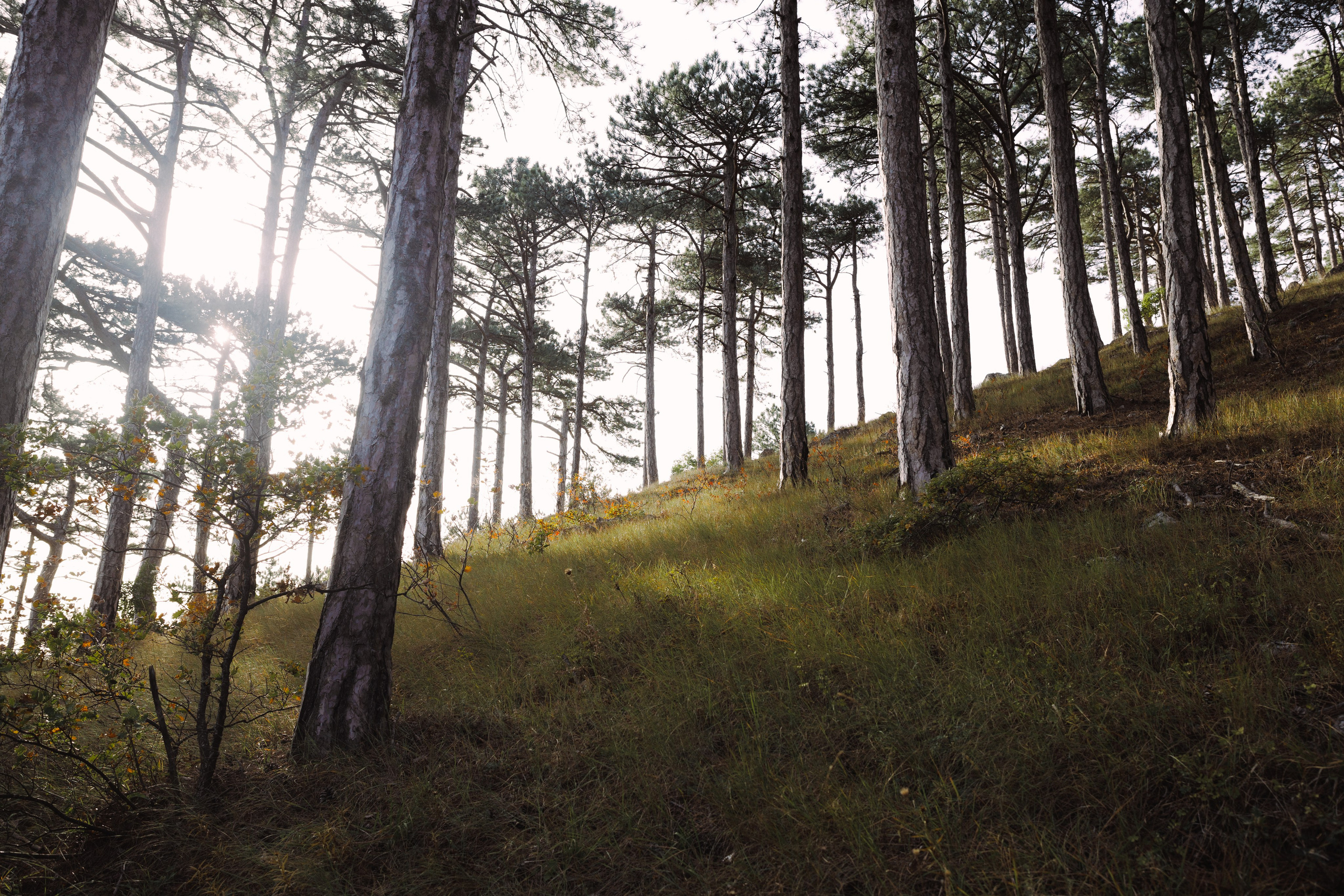 Nature. Артем Корнев Фотограф