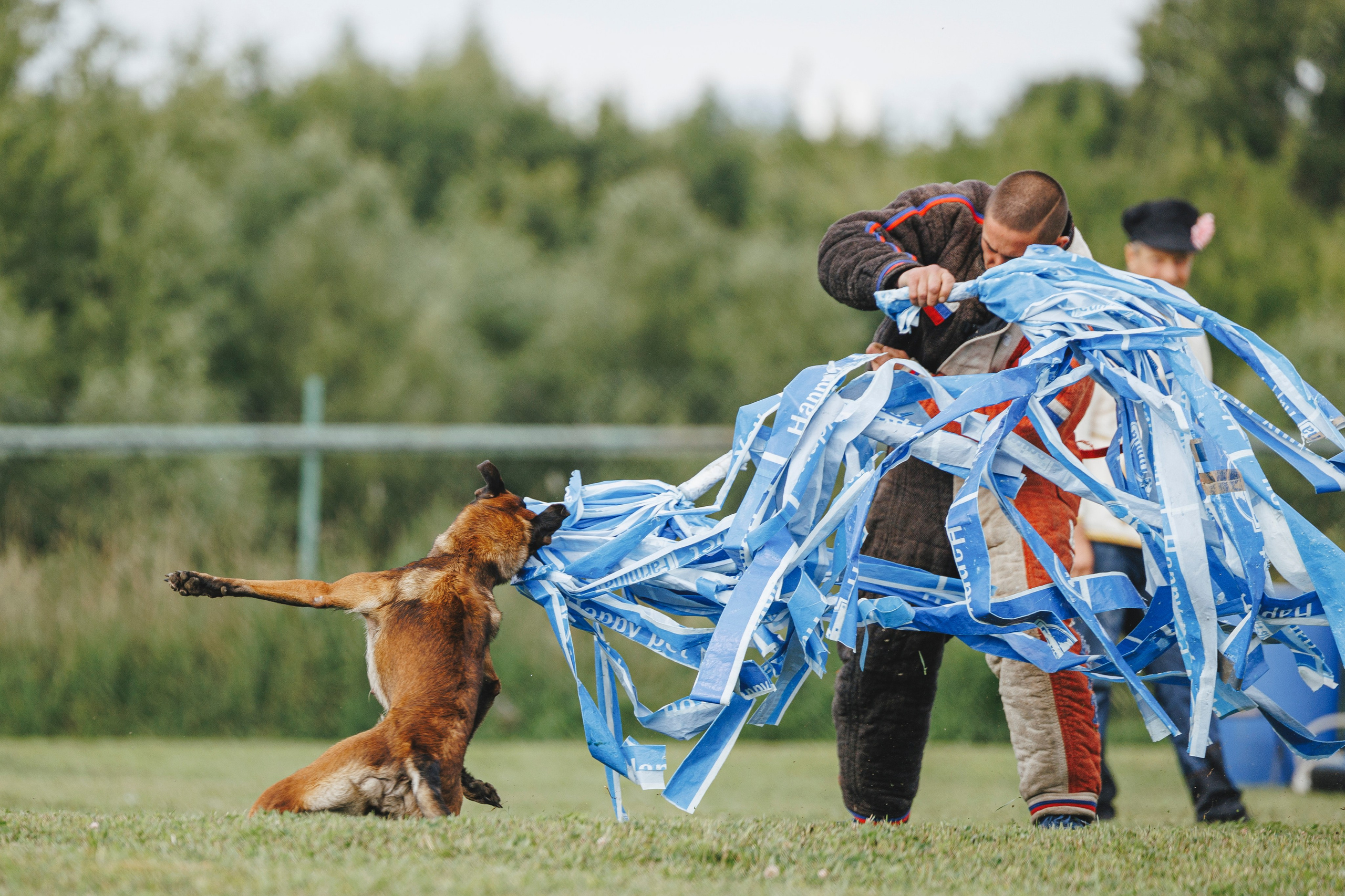 08.08.25-10.08.25 ЧР по мондьорингу г. Вологда. Фотограф-анималист Анна Маринич
