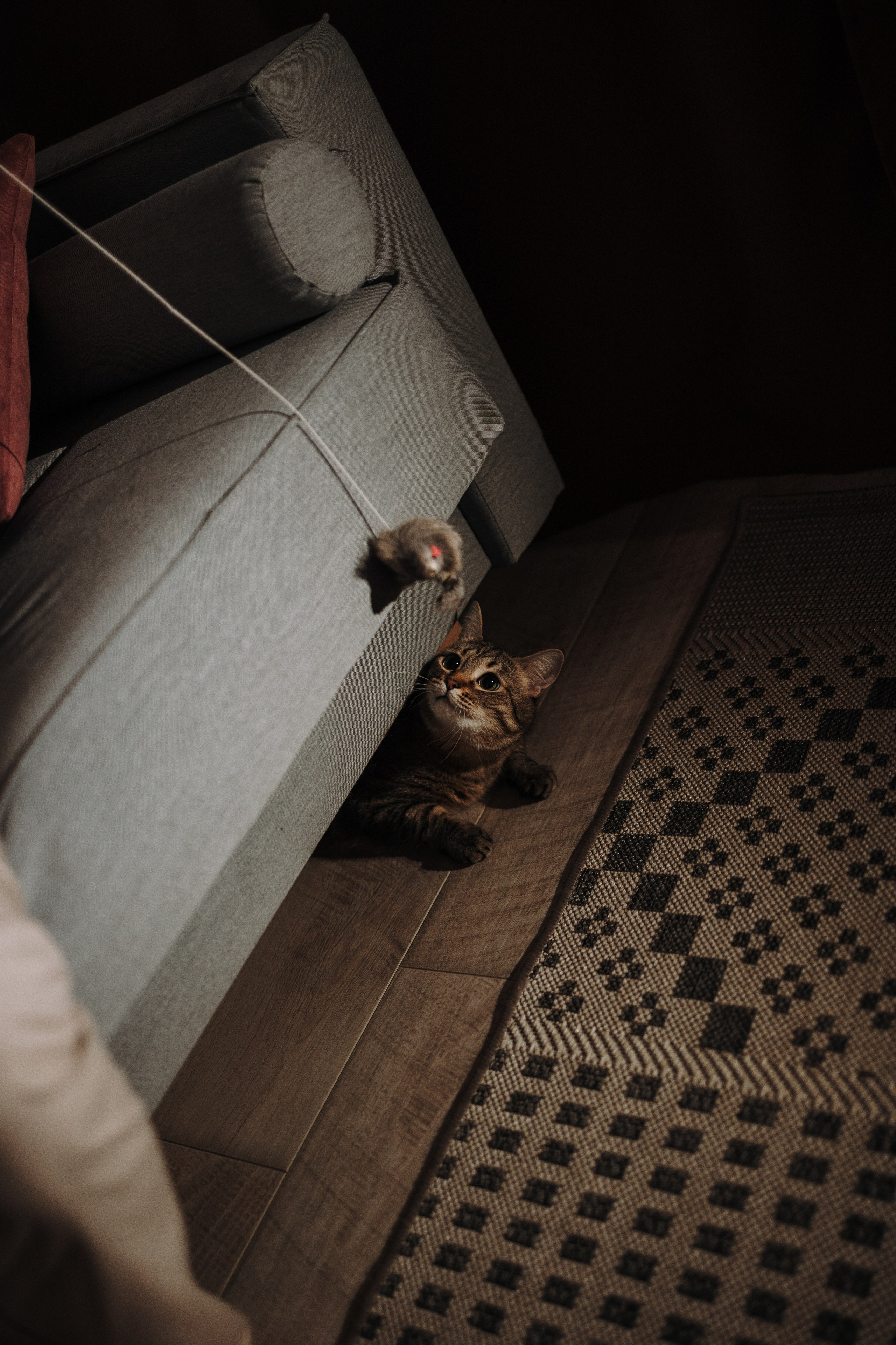 Мася и ее семья. Фотограф — Анималист | Санкт-Петербург