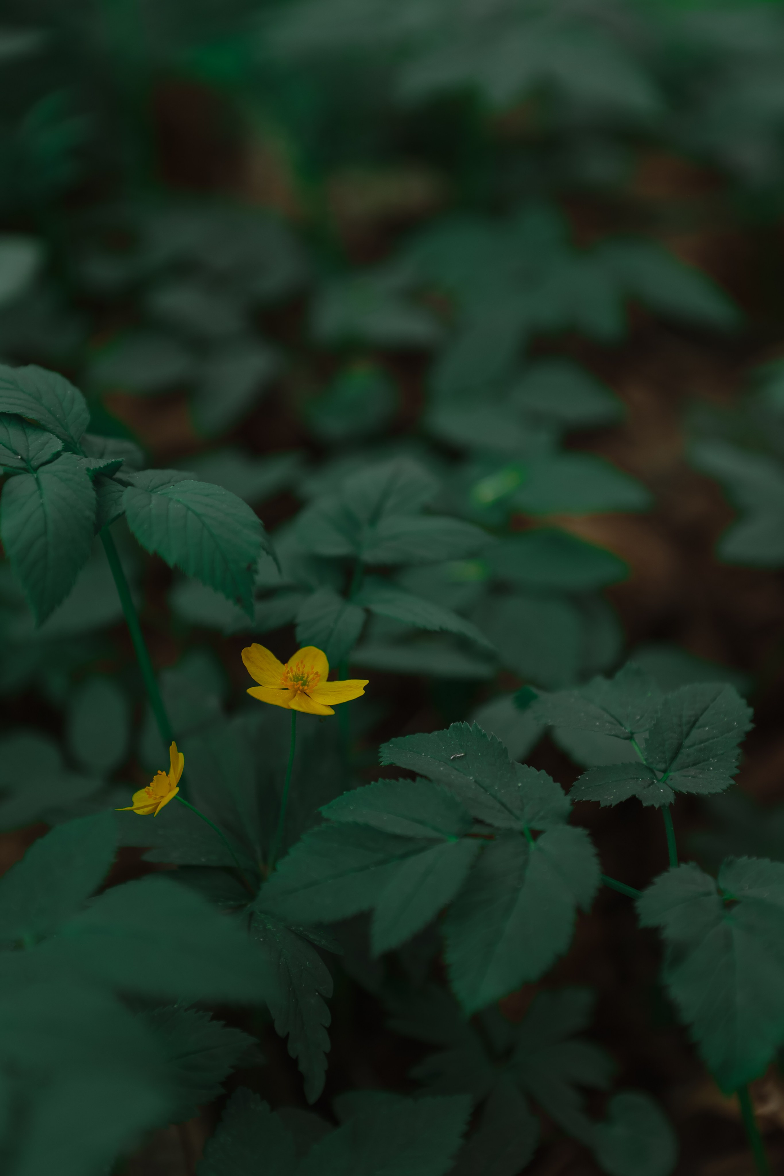 Алена. Фотограф Москва и МО Анастасия Пясковская