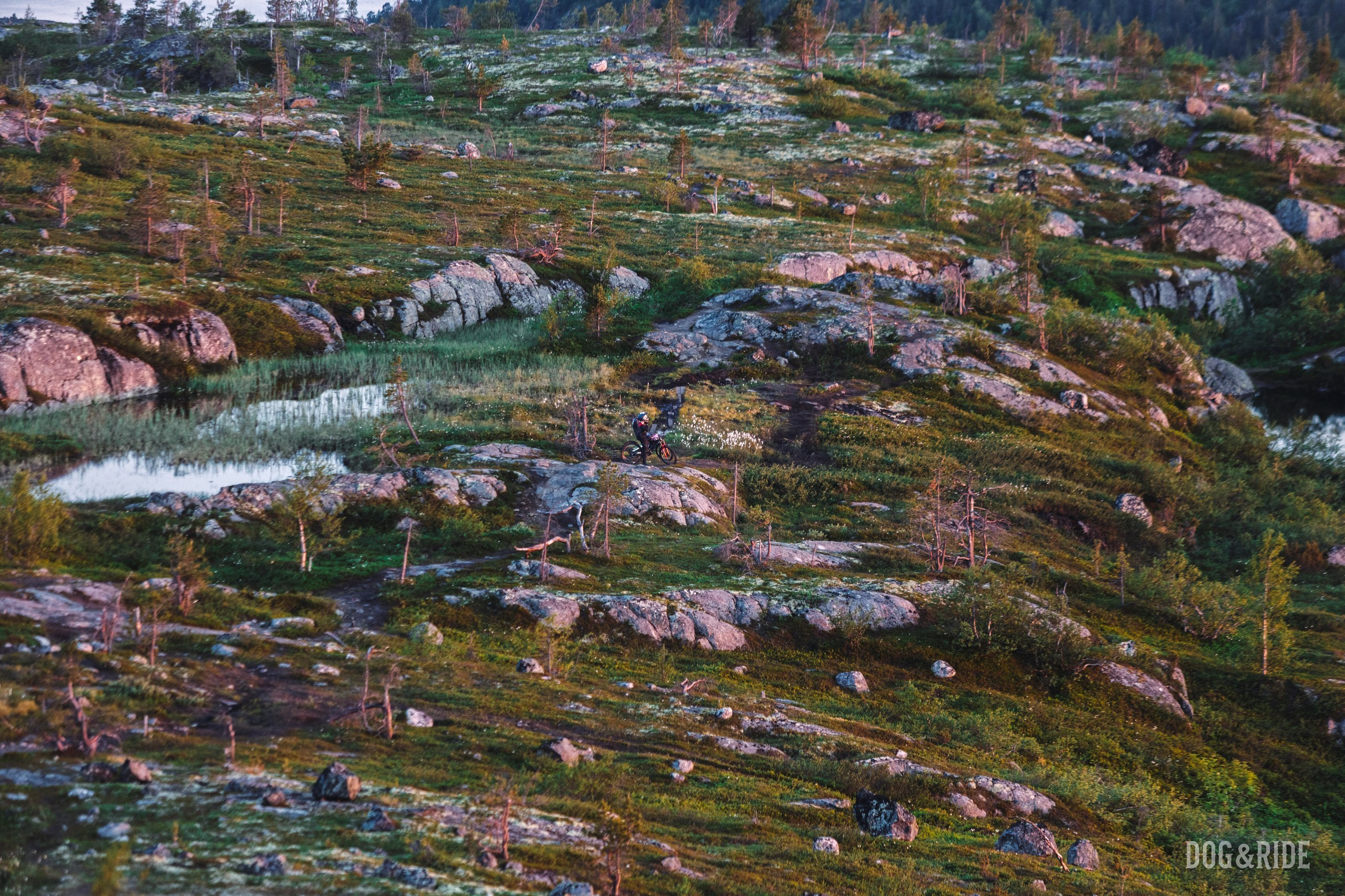 Кандалакшка. Фотограф анималист Никита Натальный