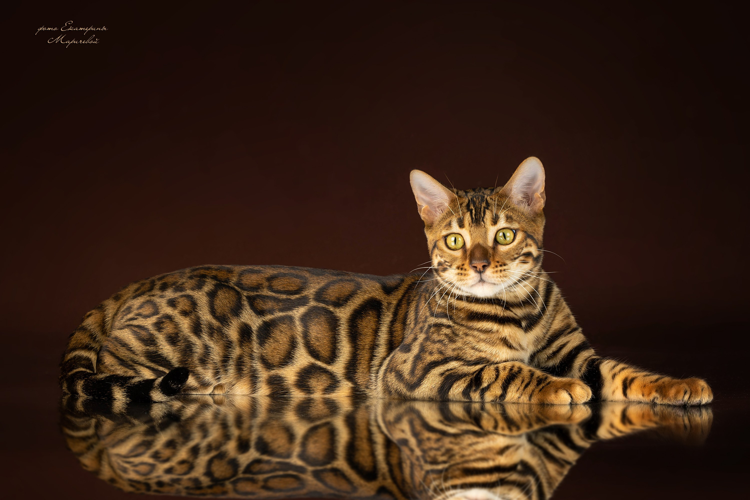 Коричневые фоны. Фотограф-анималист в Омске Екатерина Маричева