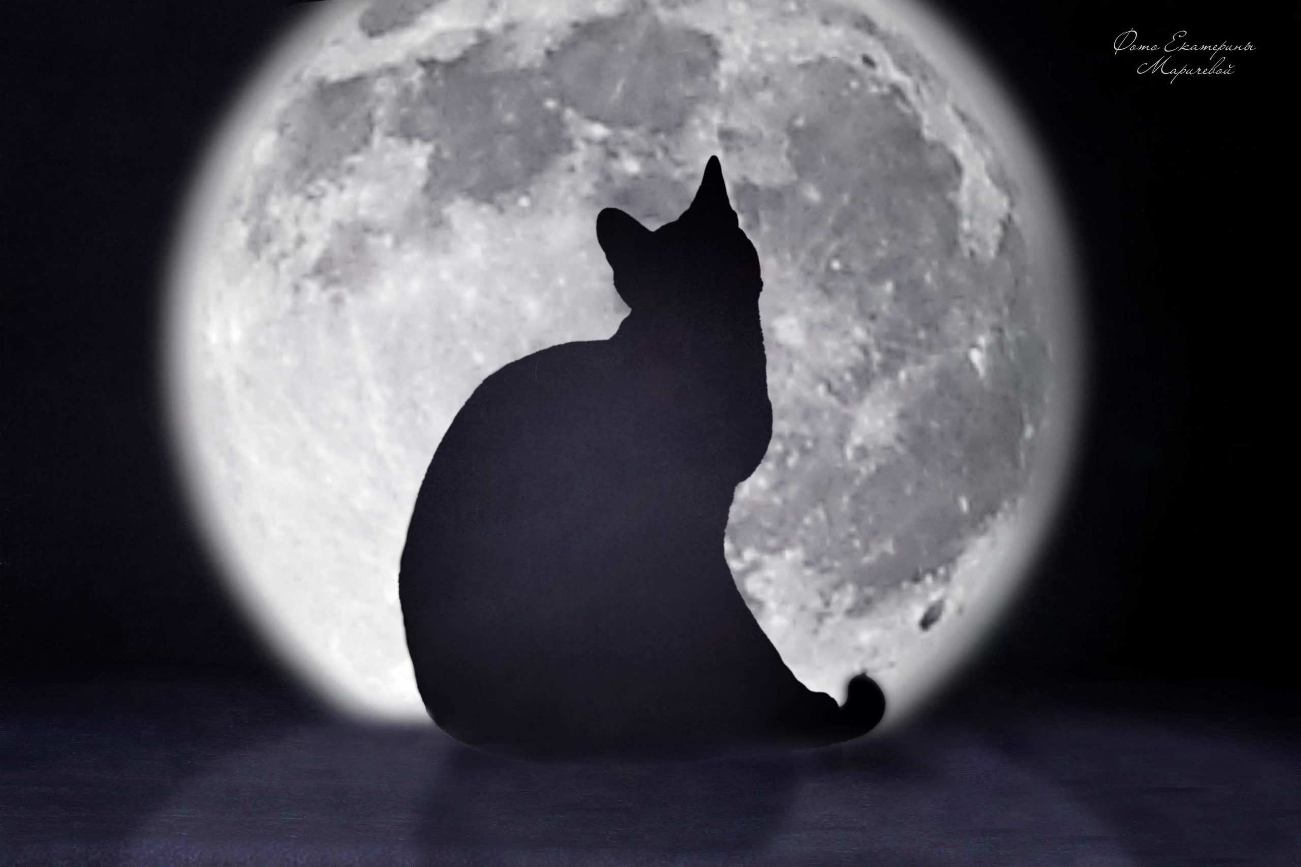 Стендовая съёмка на выставках кошек. Фотограф-анималист в Омске Екатерина Маричева