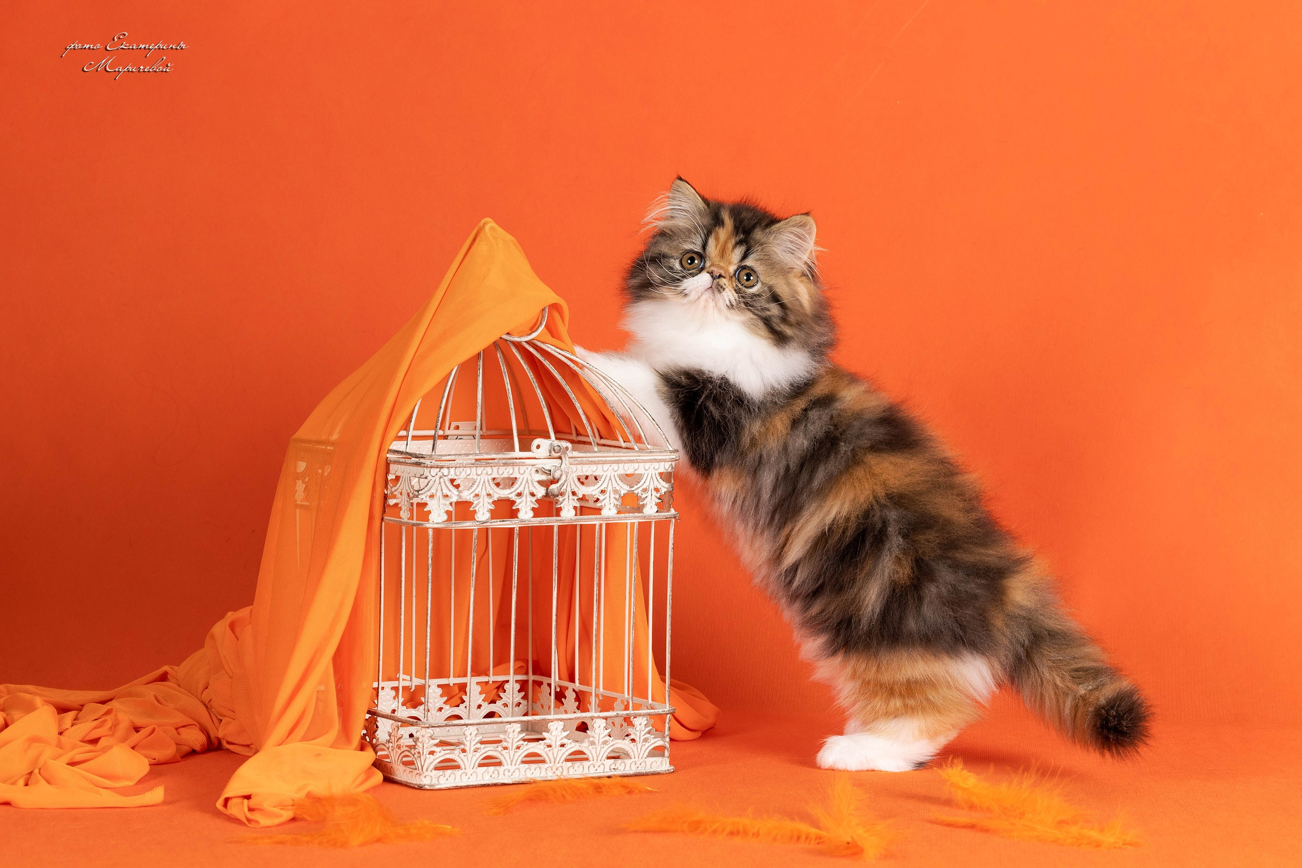 Галерея котят. Фотограф-анималист в Омске Екатерина Маричева