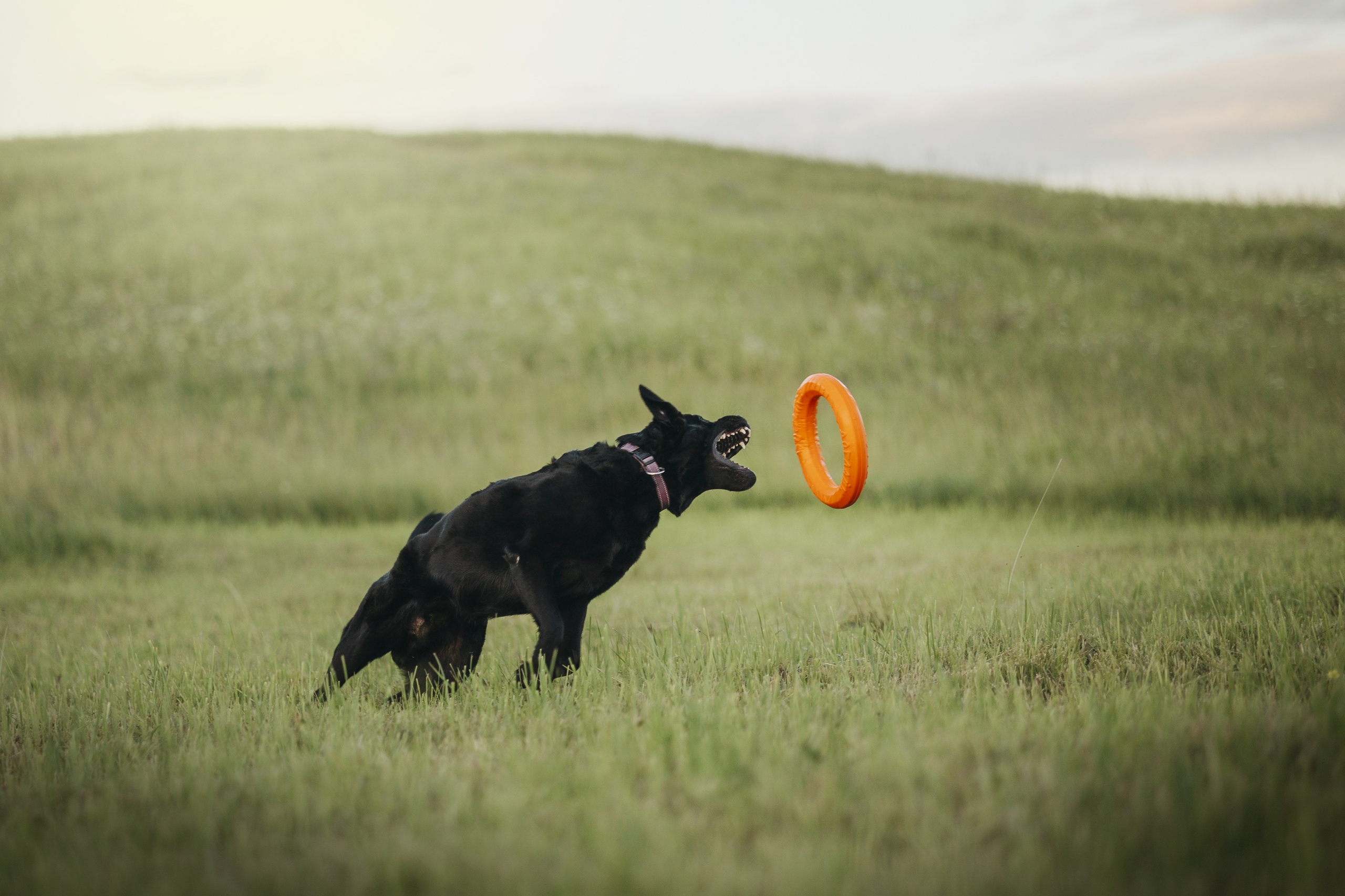 Бомбей и его семья. Фотограф — Анималист | Санкт-Петербург