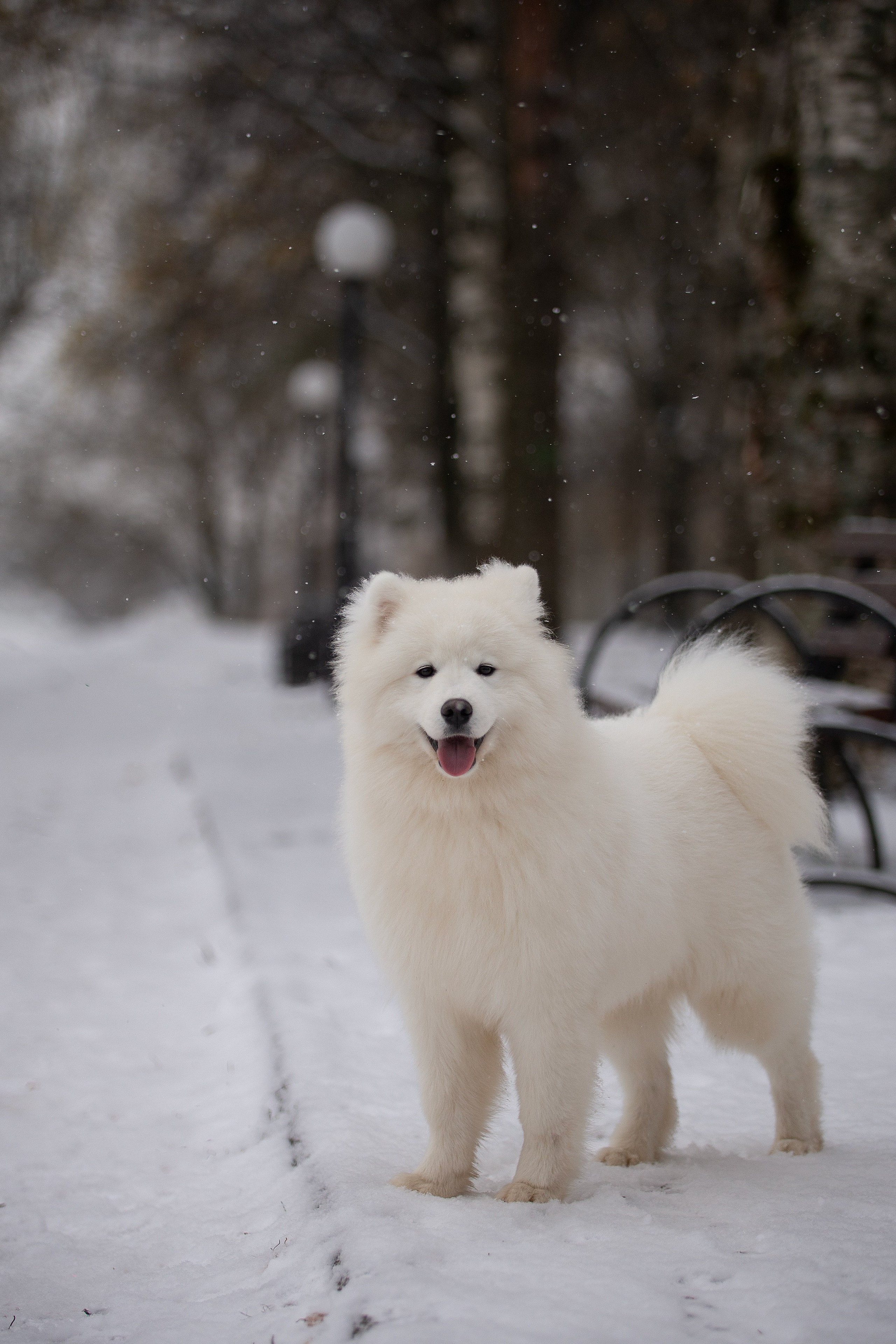 Собаки питомника Версаль. Творческий фотограф Вологда
