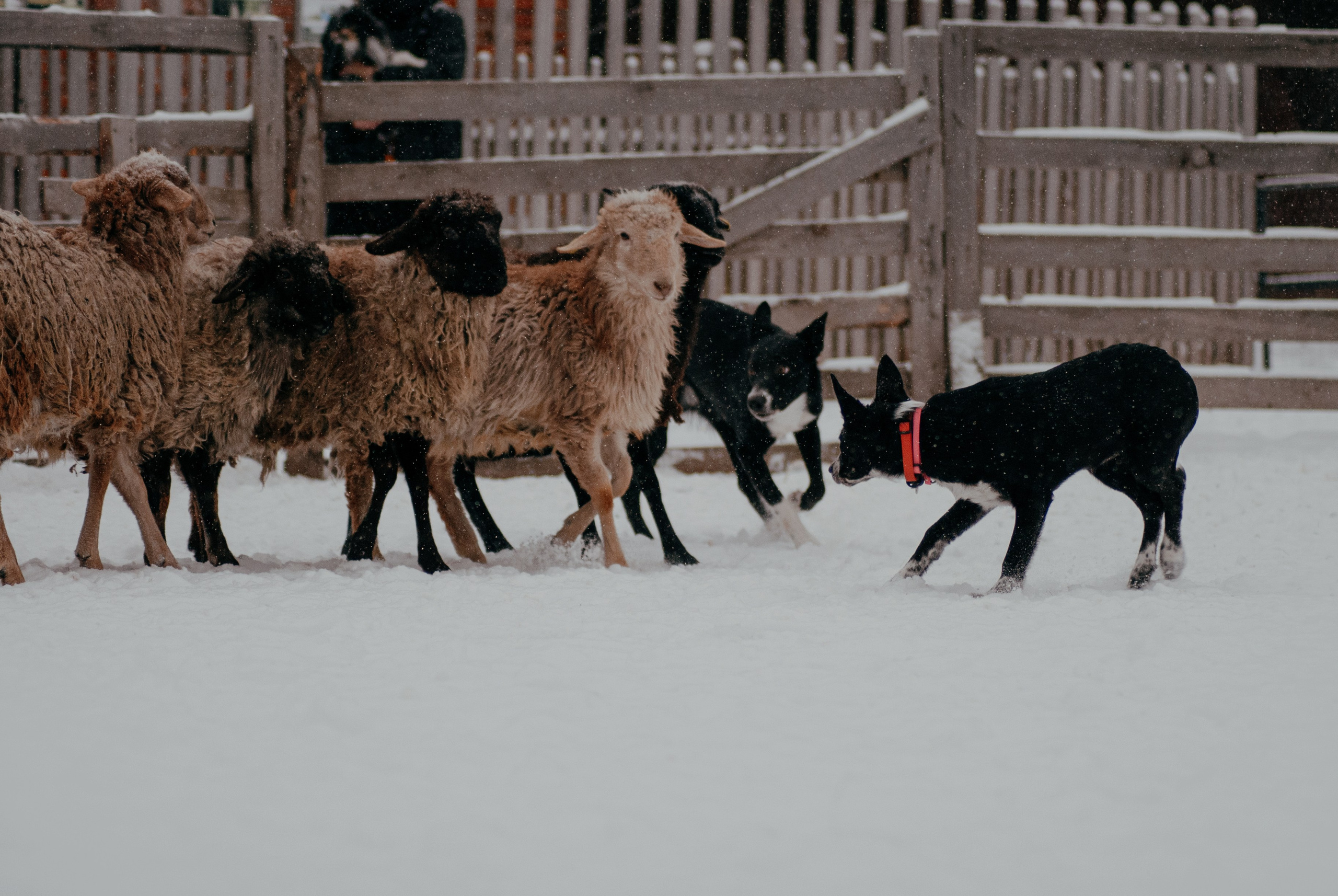 Пастьба. Фотограф в Тюмени Лизавета Сапицкая
