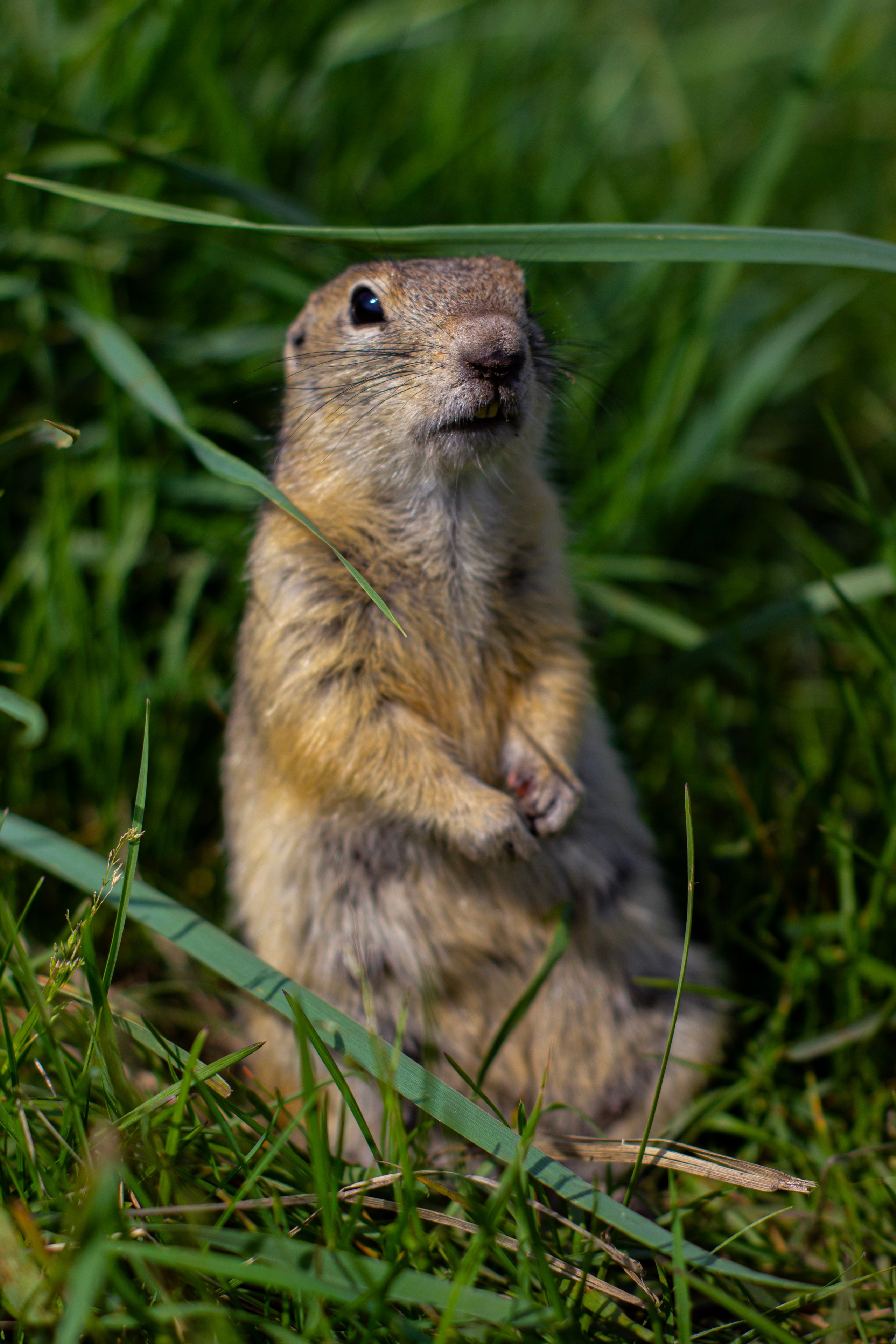 VK Fest в Красноярске | 2024. Kuznetsov | Фотограф в Красноярске
