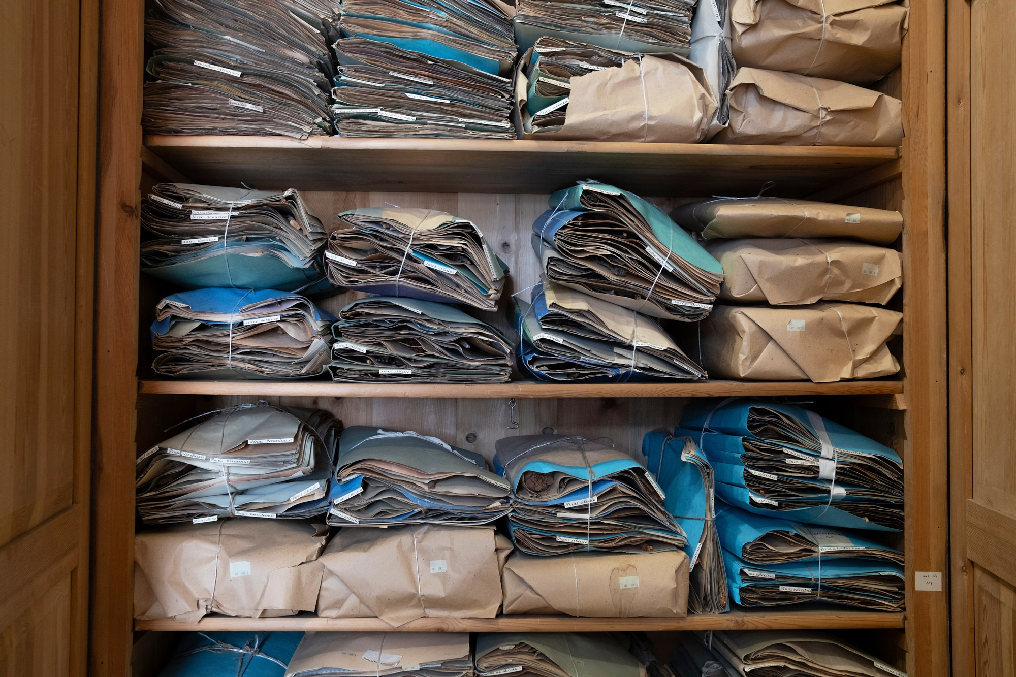 Гербарий ТГУ, herbarium