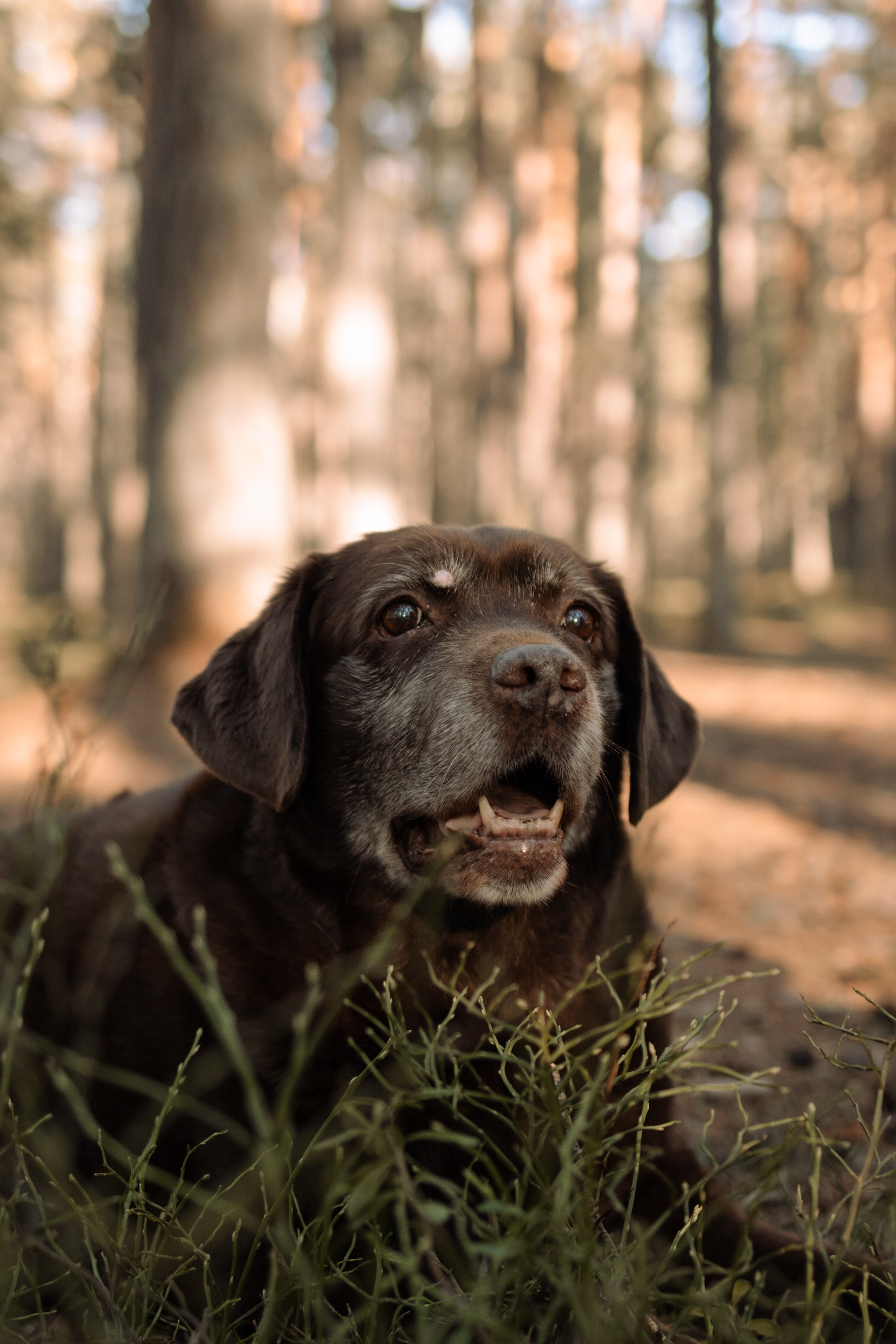 Оля и Питоня. Фотограф — Анималист | Санкт-Петербург