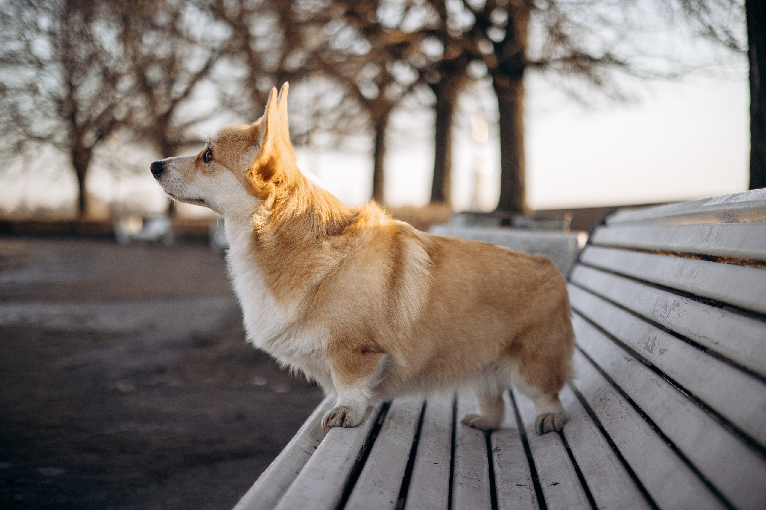 Настя и Ева. Фотограф — Анималист | Санкт-Петербург