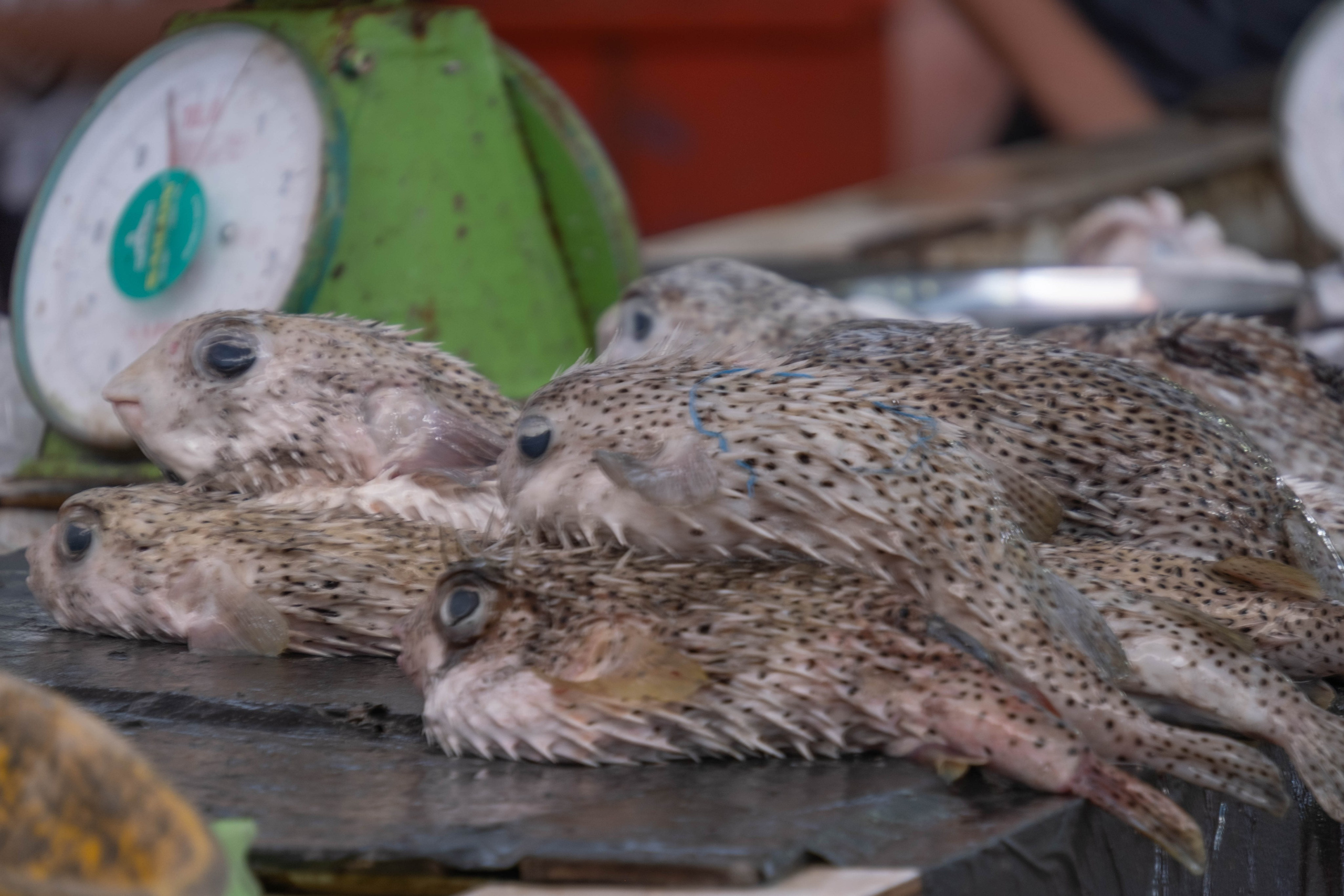 Остров Борнео, город Семпорна. Причал и рынок. Фотографии из путешествий