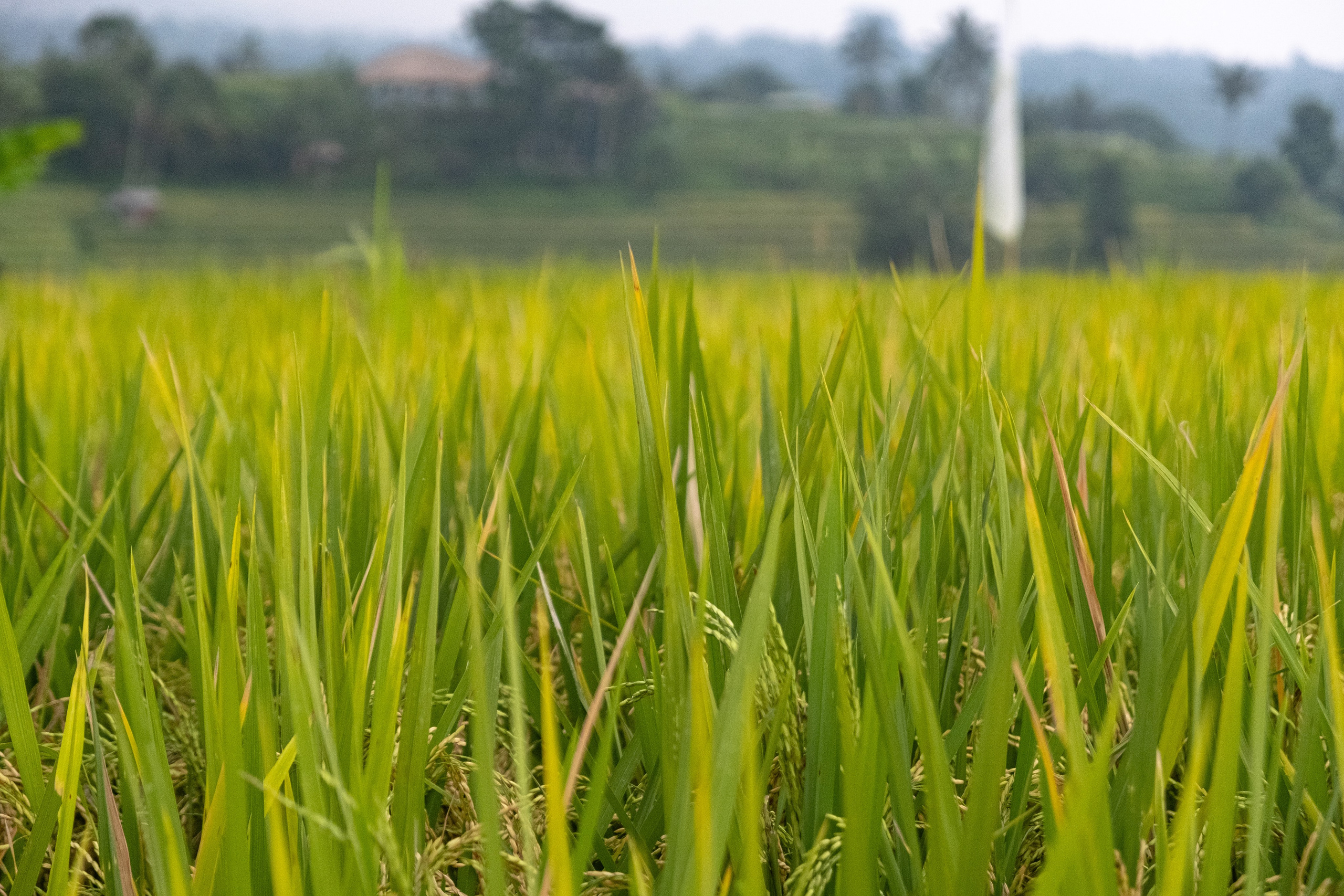 Остров Бали. Фотографии из путешествий