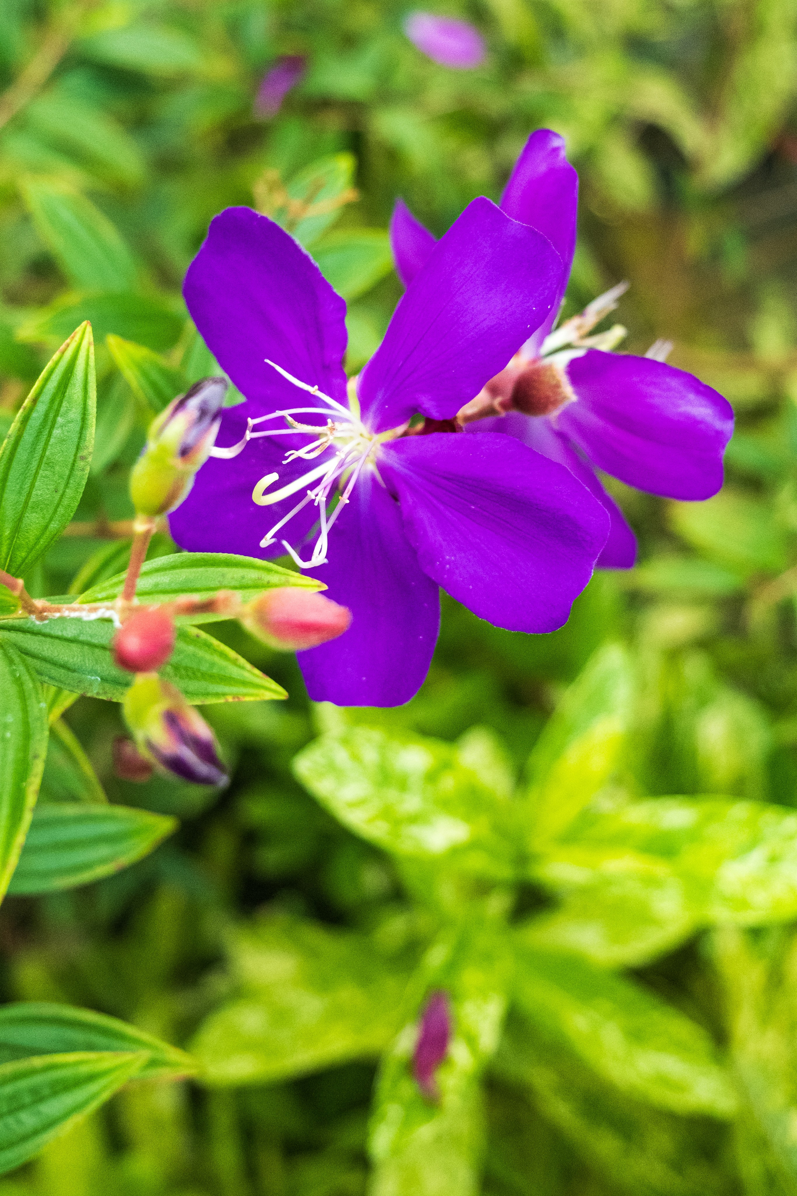 Остров Бали г. Убуд. Фотографии из путешествий