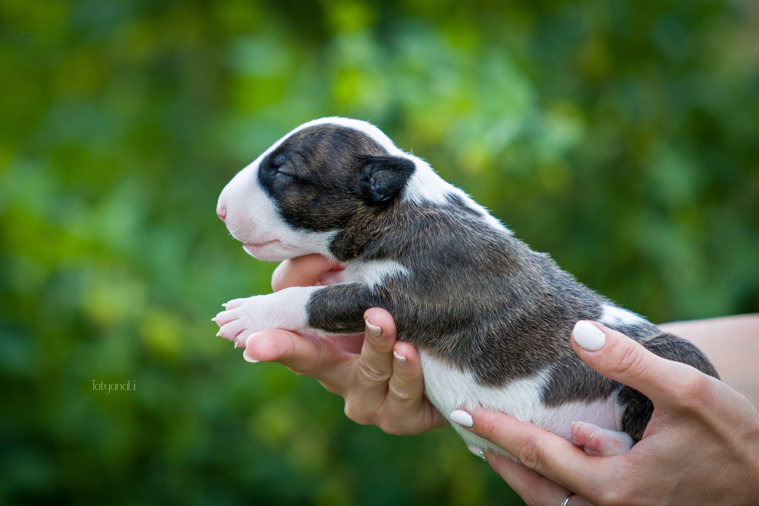 Стандартный бультерьер. Фотограф — анималист Татьяна Ли