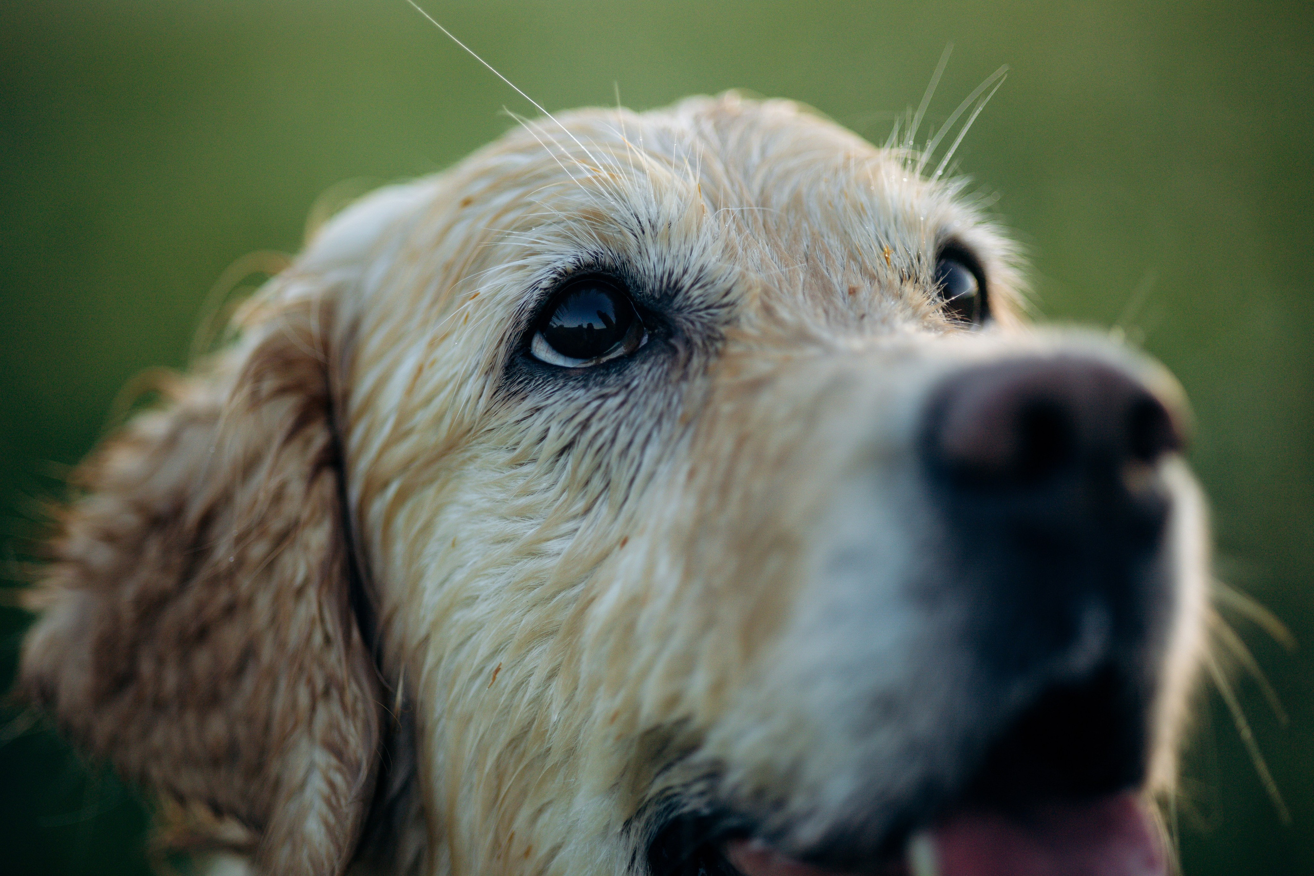 Юля и Руби. Фотограф — Анималист | Санкт-Петербург