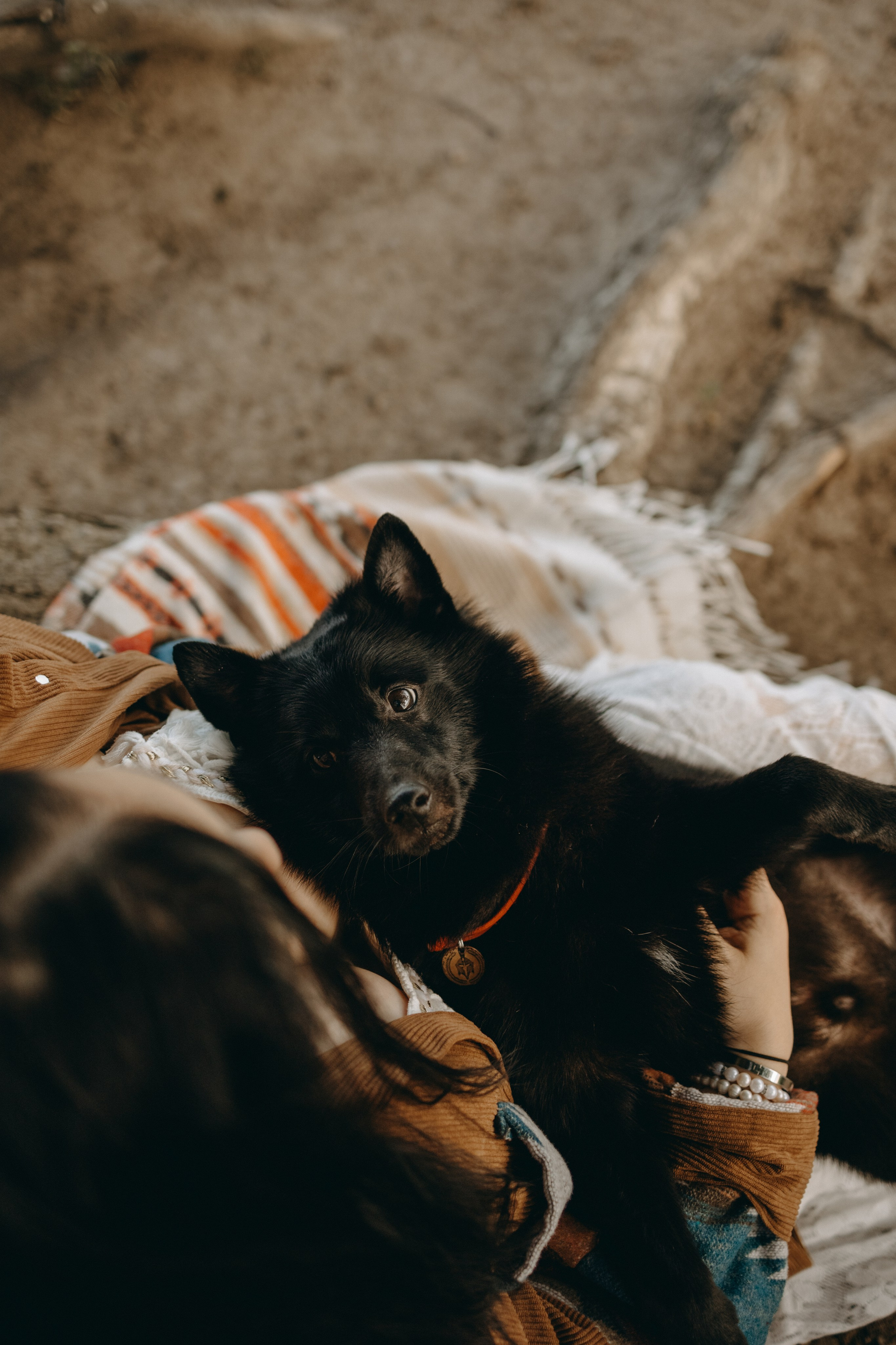 Анна и Максимус. Фотограф — Анималист | Санкт-Петербург
