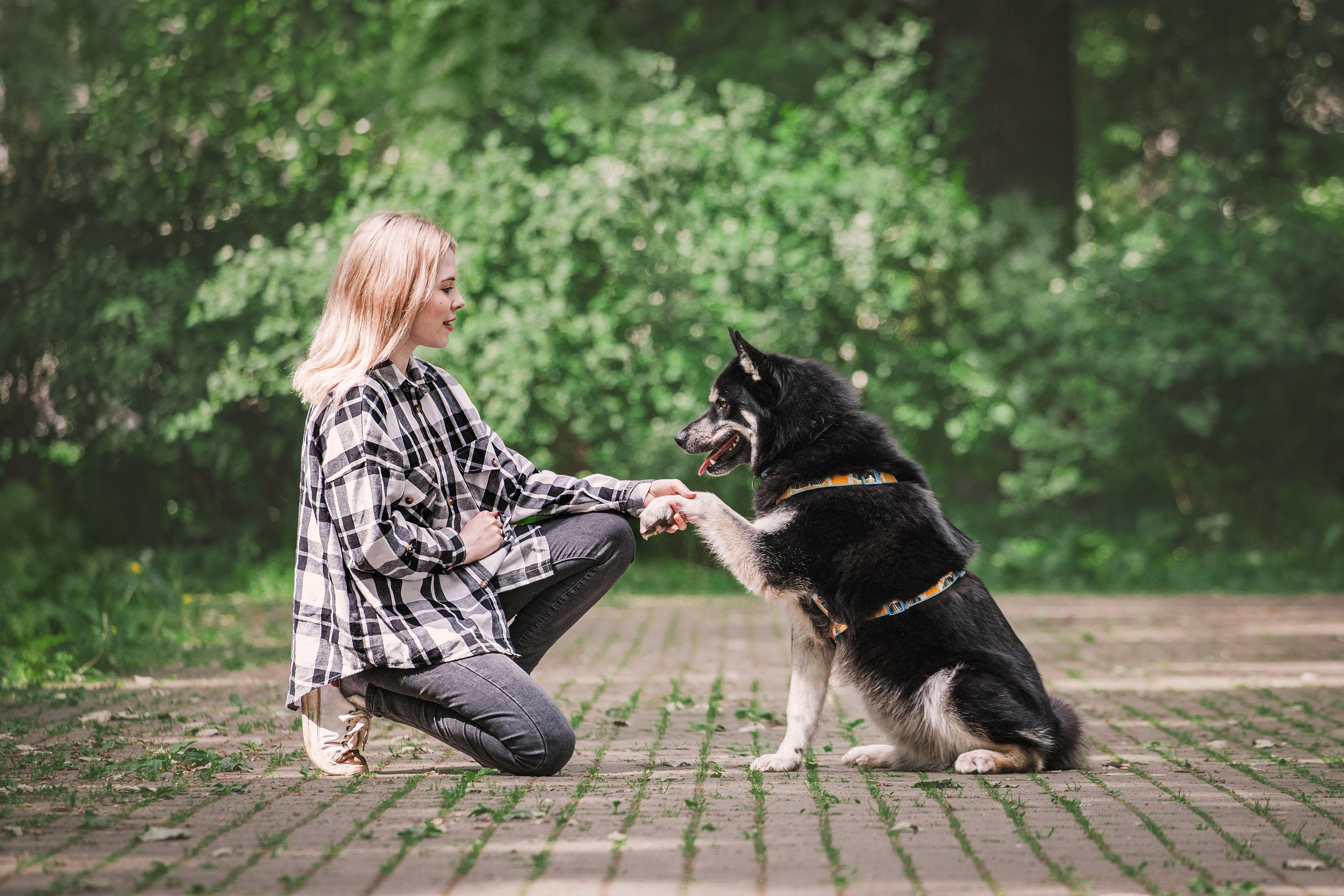 Собаки из приюта Дубовая роща лето 2025. Фотограф-анималист Татьяна Степанова