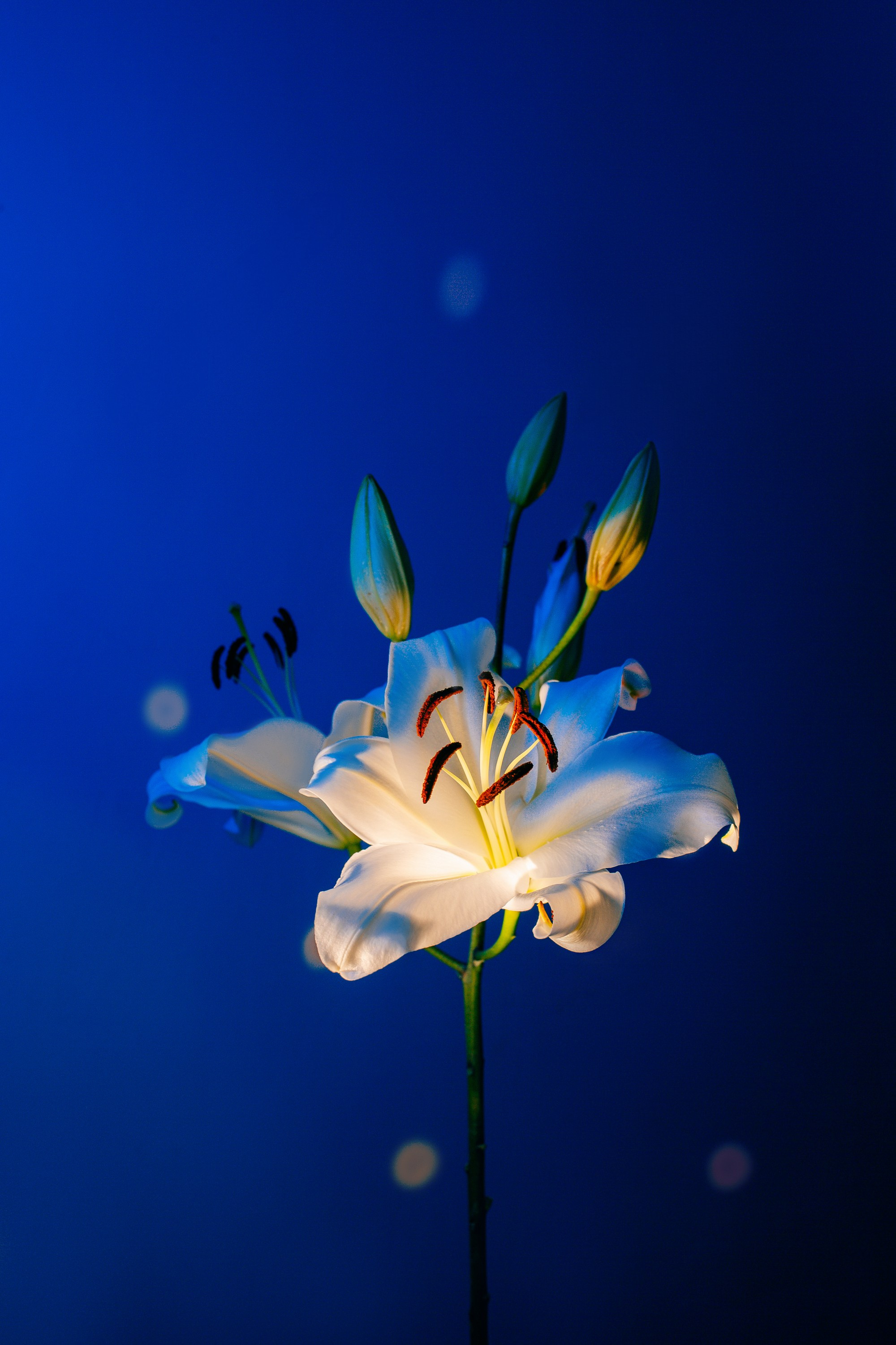 ЦВЕТНОЙ СВЕТ. Фотограф Оля Батист