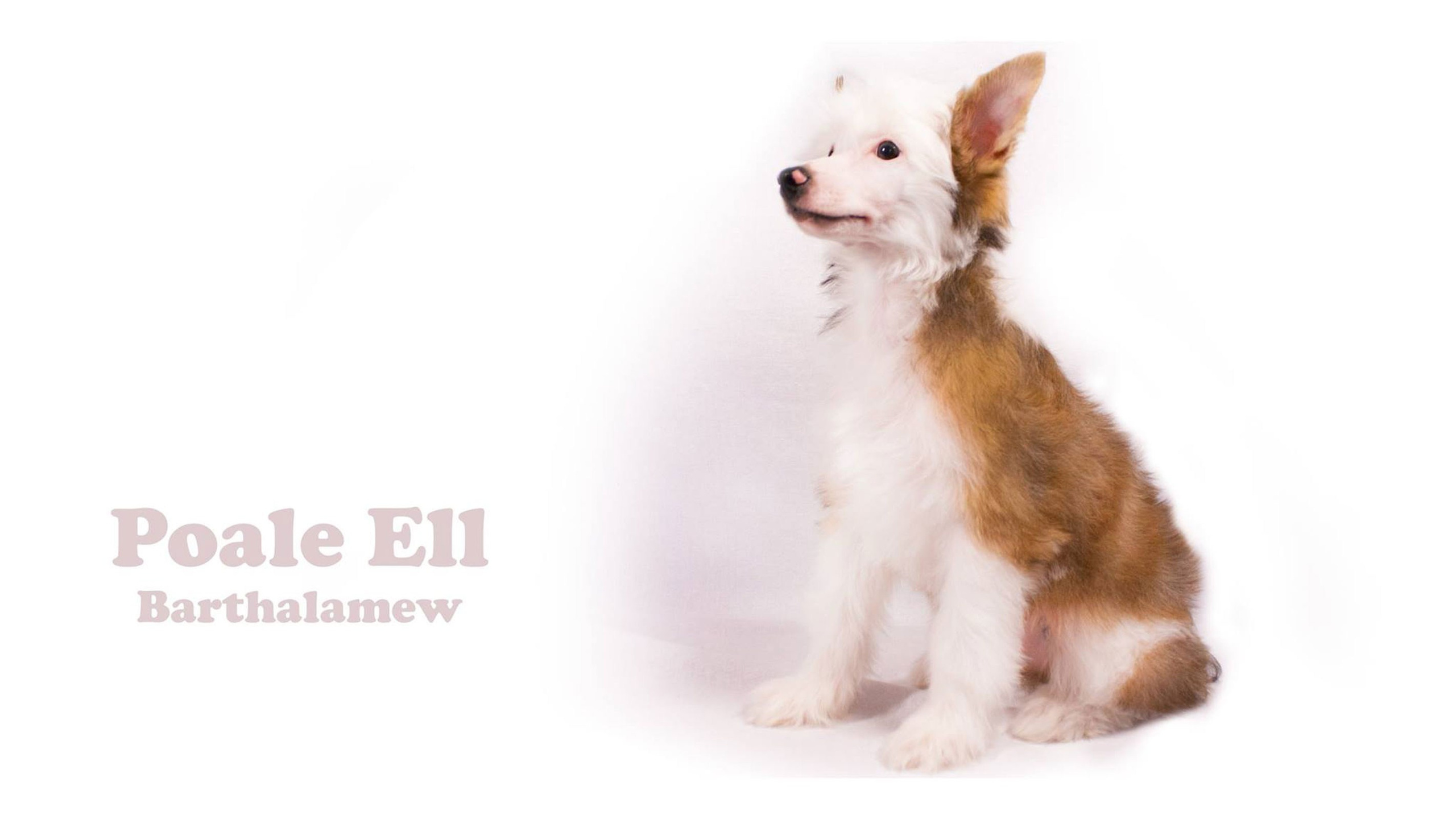 Poale Ell Barthalamew. Chinese Crested Dog Kennel Poale Ell