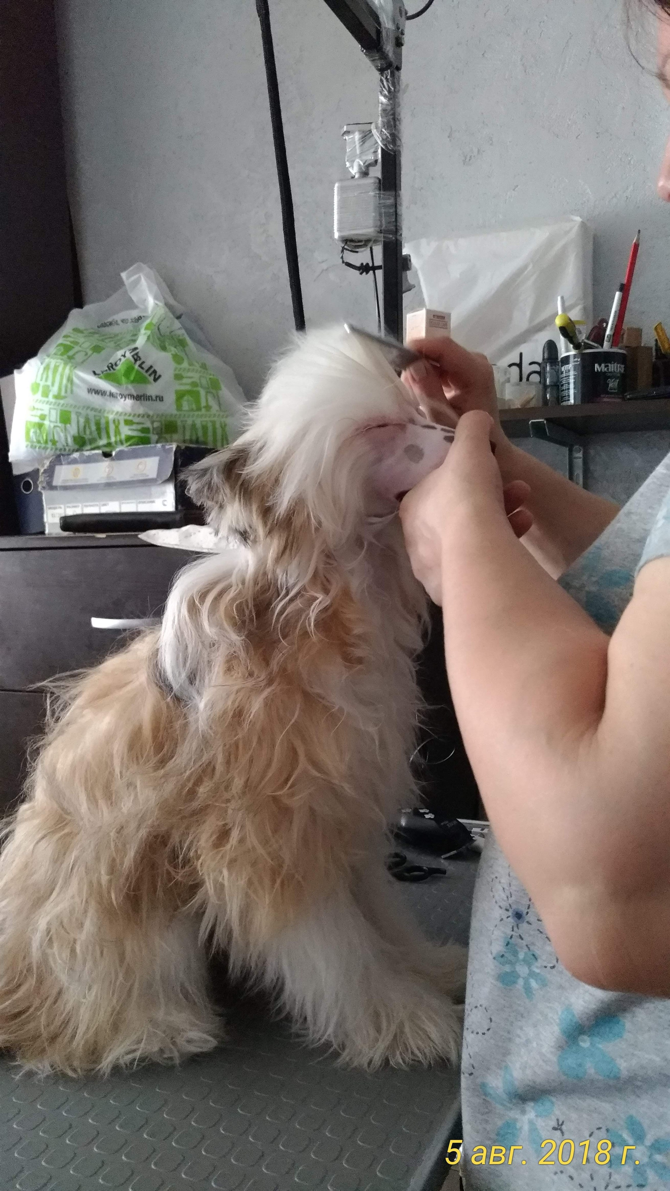 Barthelamew is leaving. Poale Ell Chinese Crested Dog Kennel: Buy a puppy from the kennel