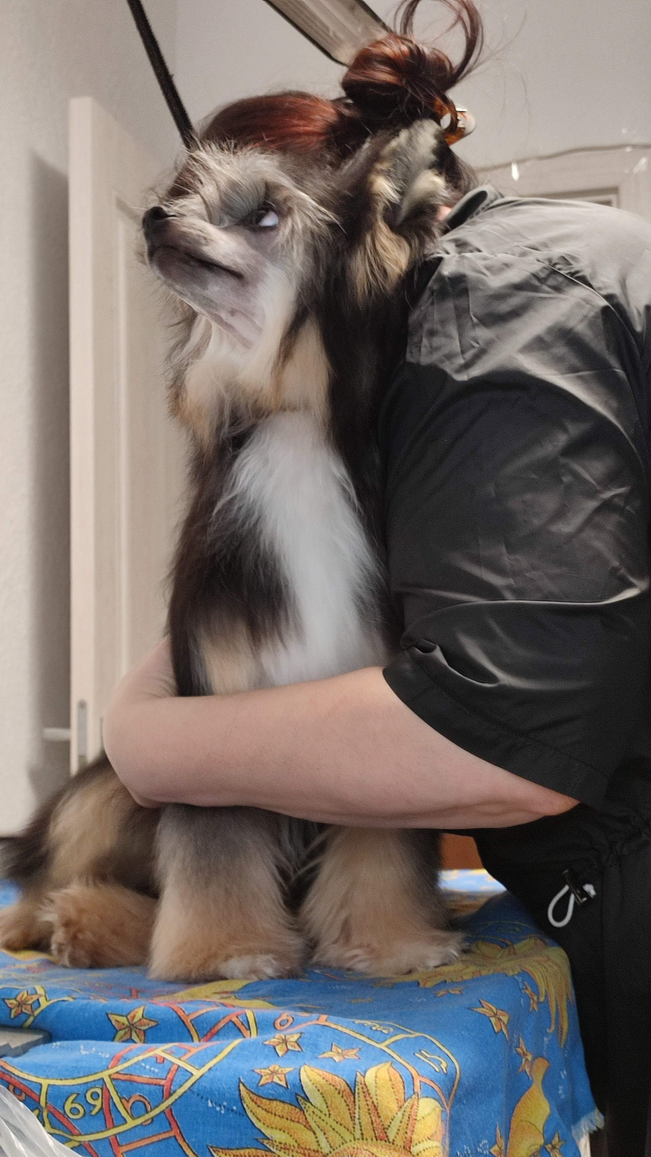 Нашей красавице Грэйсюше 7 месяцев. Питомник китайских хохлатых собак Poale Ell: купить щенка