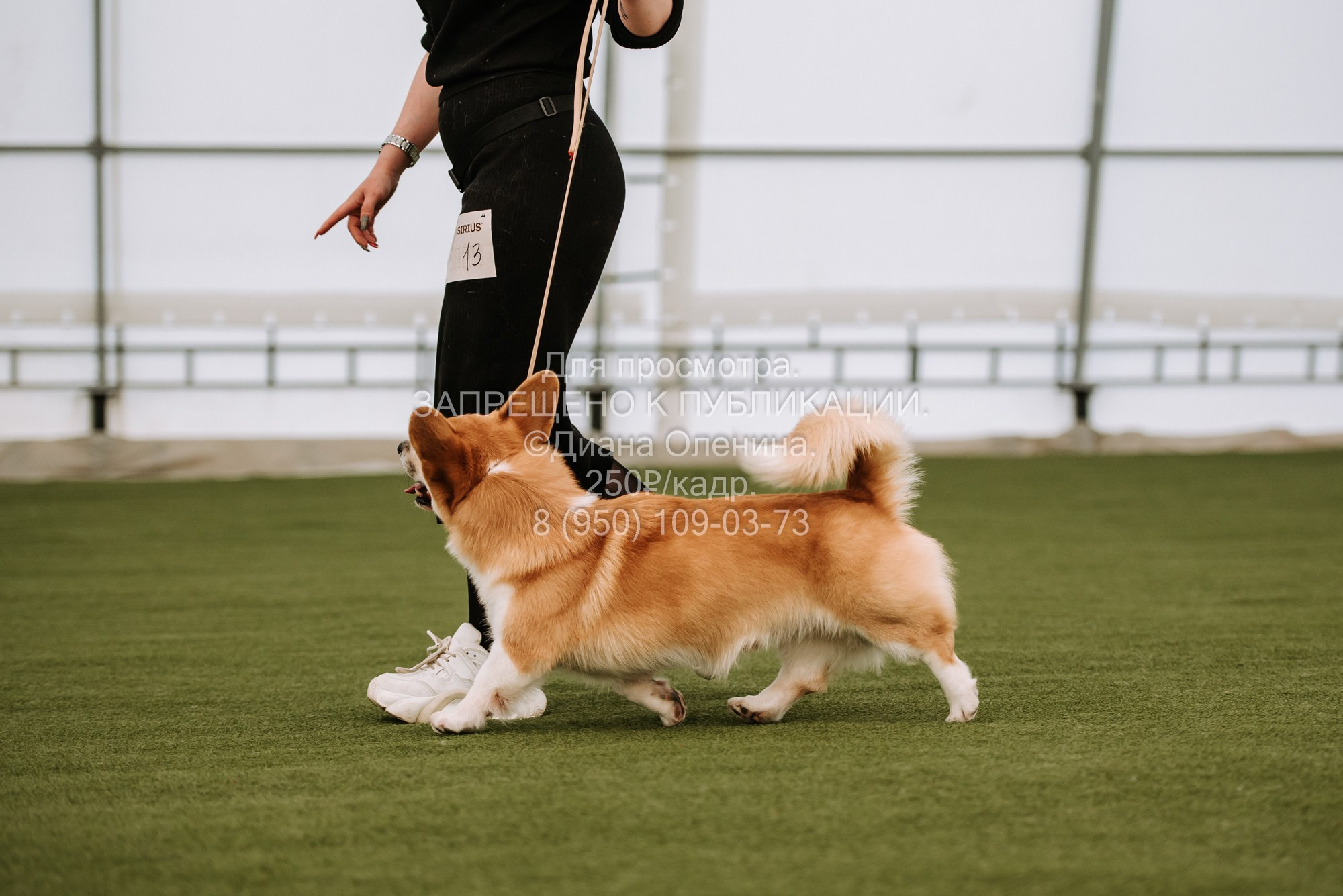 Выставка собак Красноярск 2.06. Фотограф Диана Оленина Красноярск / Братск