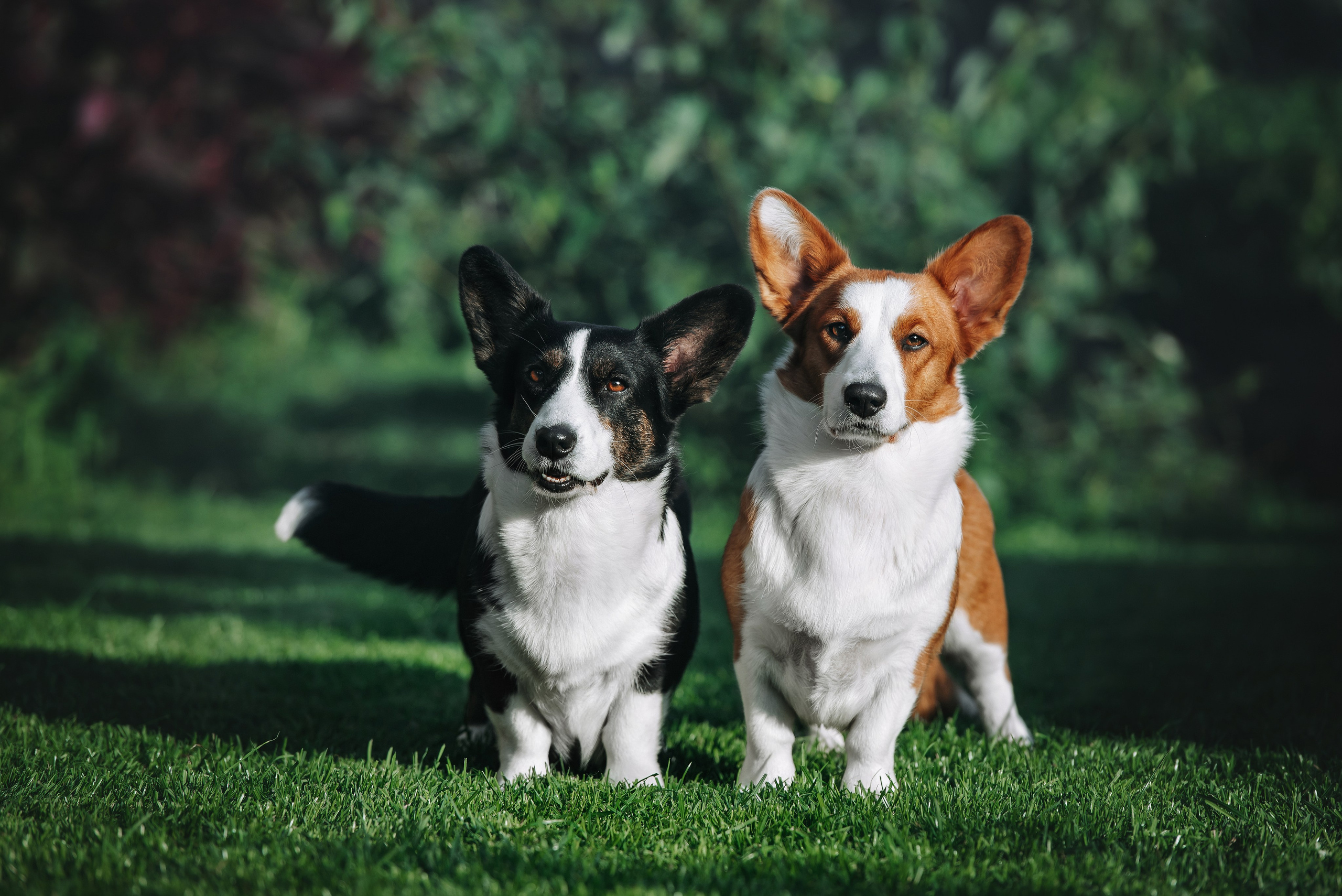 Собаки уличные. Фотограф Диана Оленина Красноярск / Братск