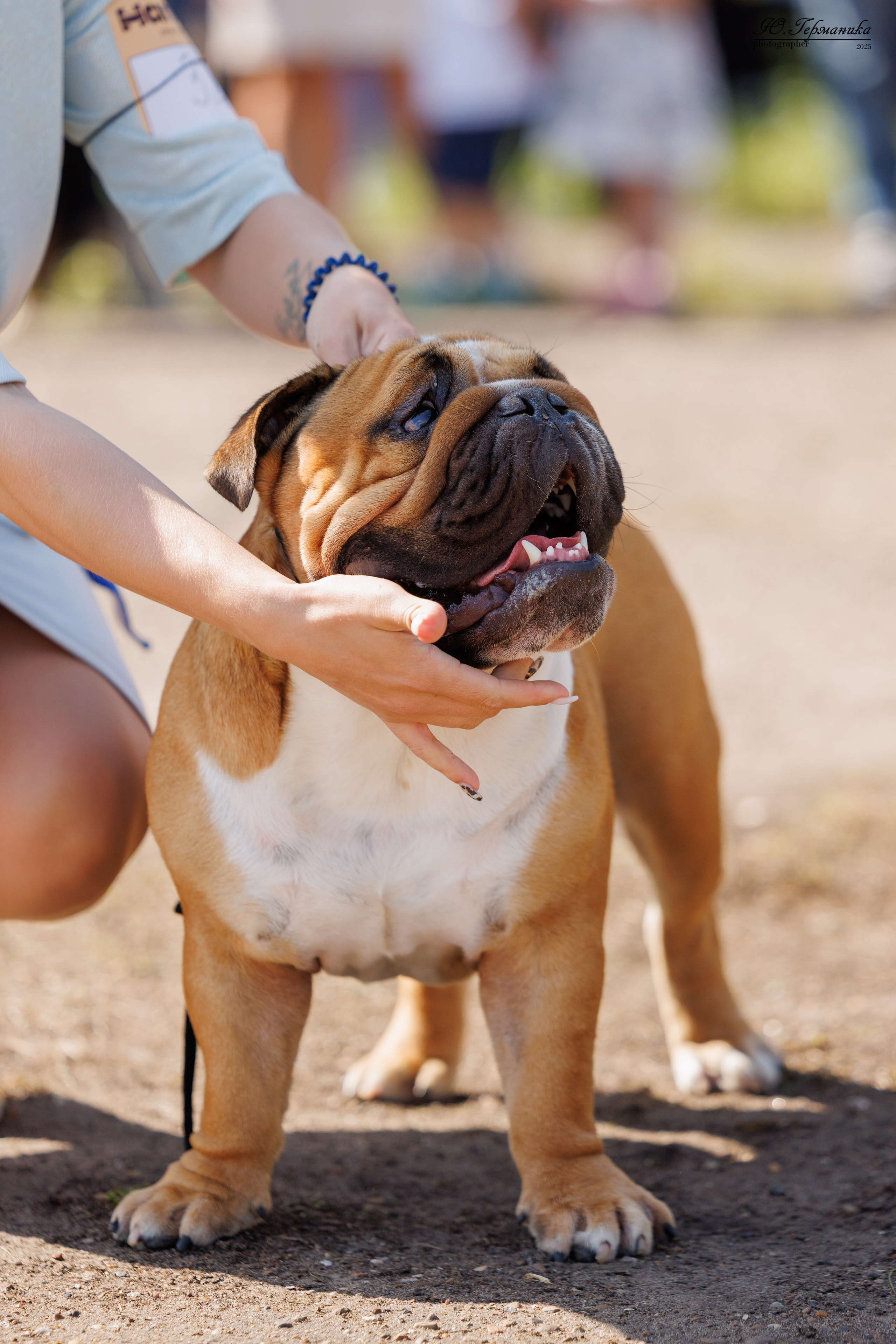Тверь 10.08.2025. Фотограф-анималист Юлия Германика