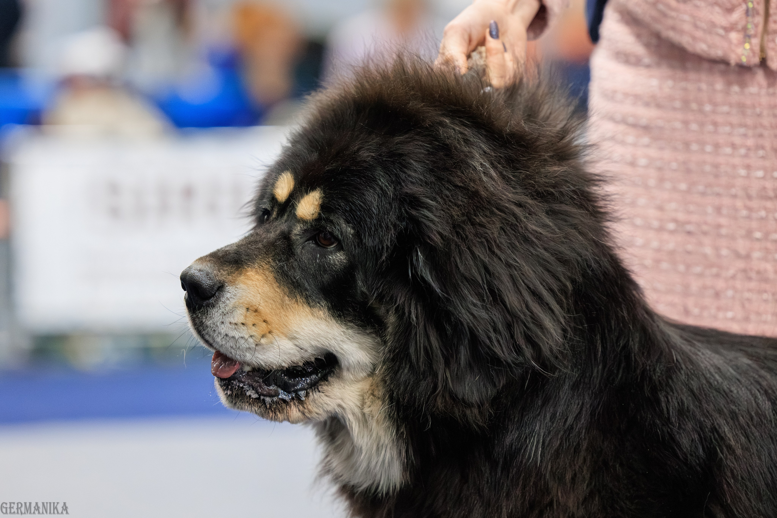 Сфера 08 и 10.03.2024 2хмоно ротвейлеров+2хмоно сао. Фотограф-анималист Юлия Германика