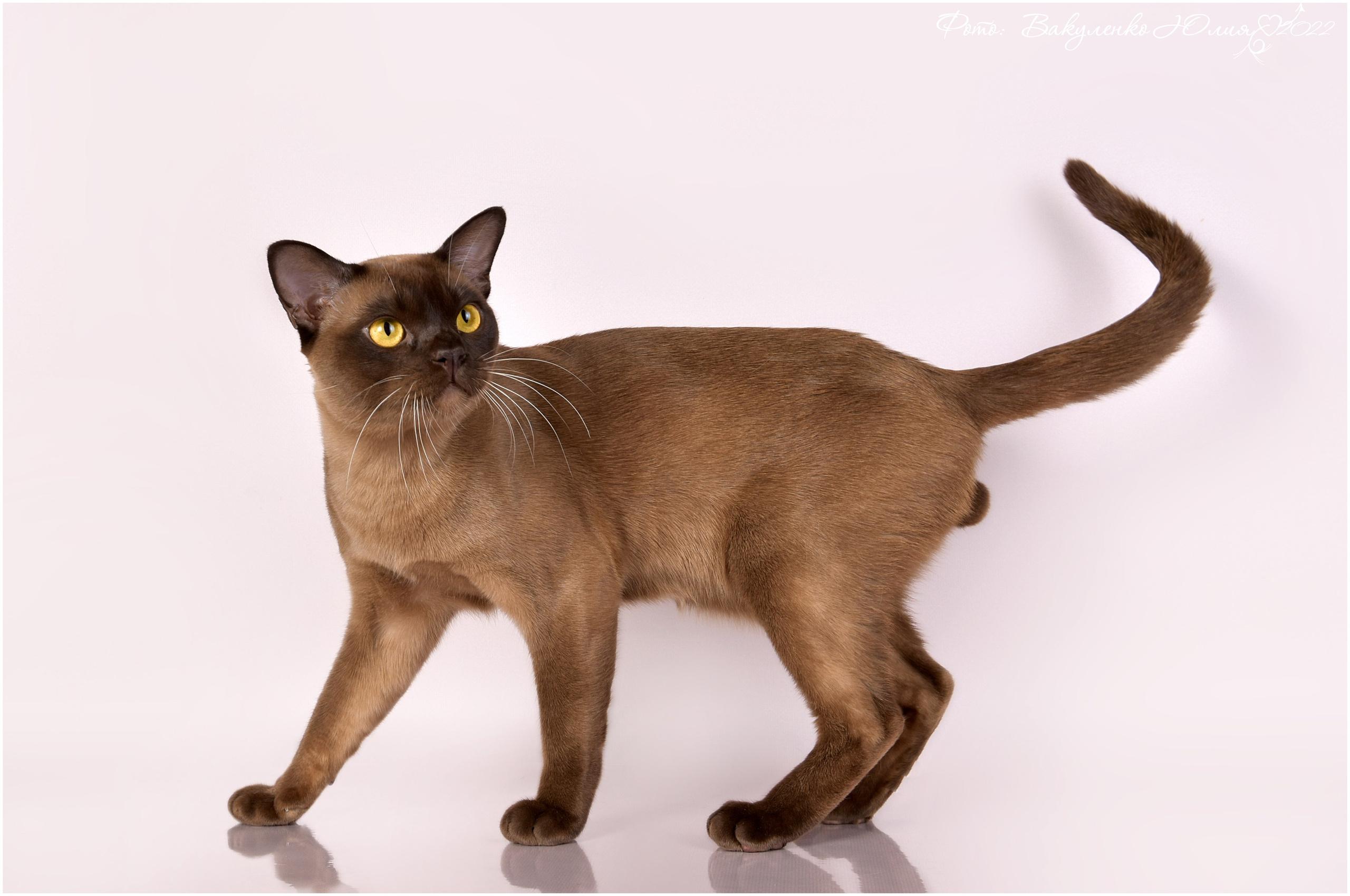 Взрослые. Фотограф анималист | семейный Юлия Вакуленко, г. Краснодар