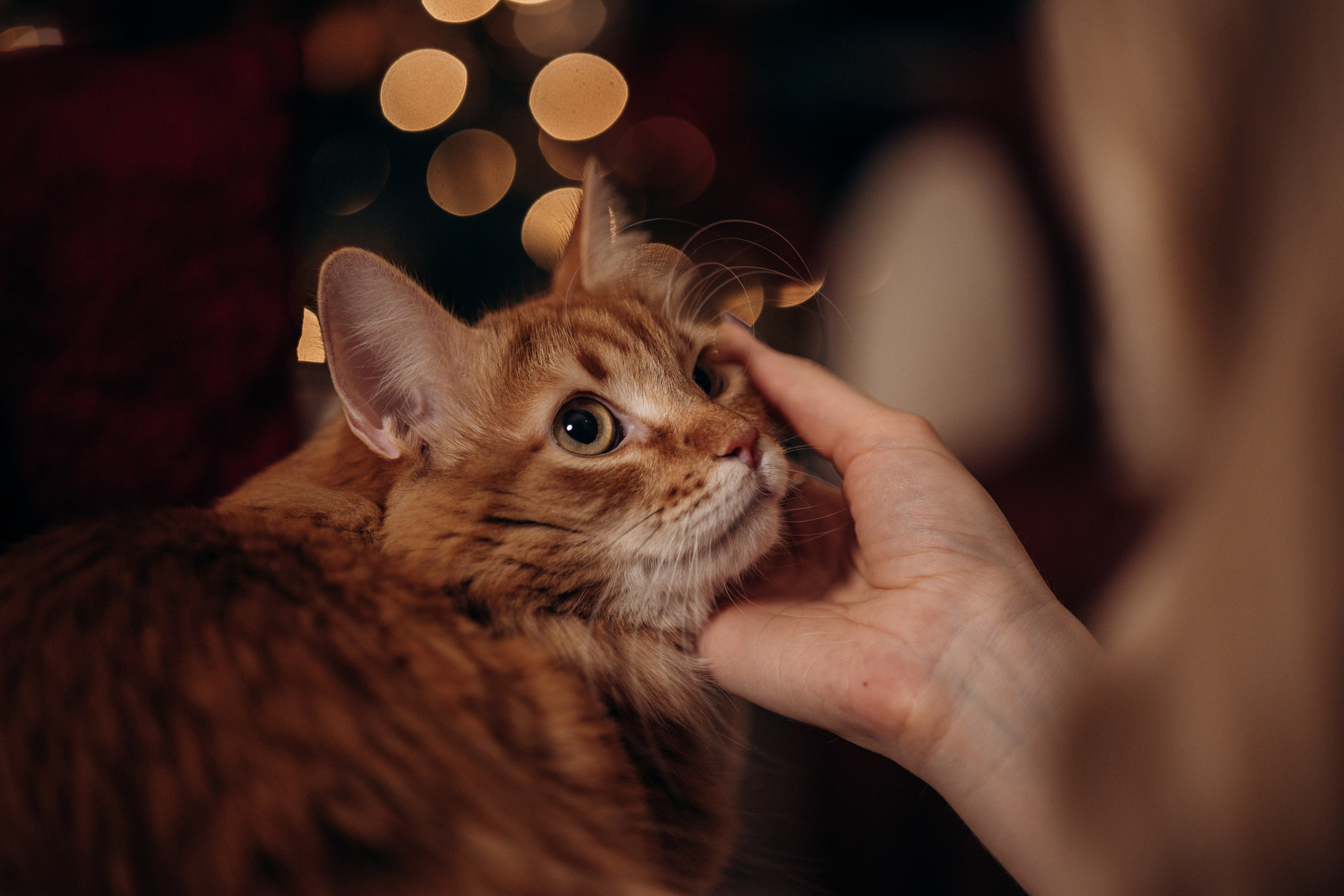 Эля и Франц. Фотограф — Анималист | Санкт-Петербург