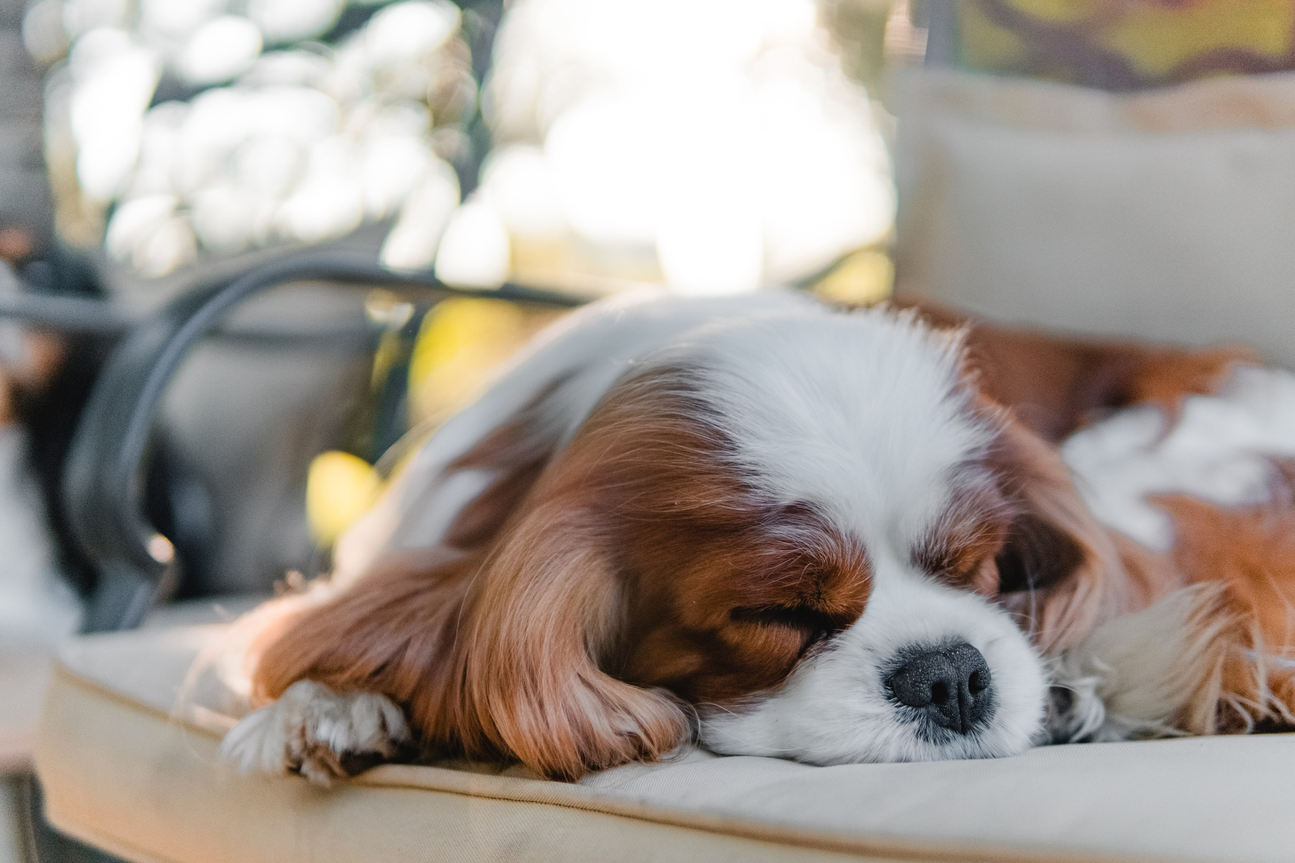 Belle Destino (питомник): майское солнышко. Портретный и репортажный фотограф в Воронеже: Анастасия Пузикова