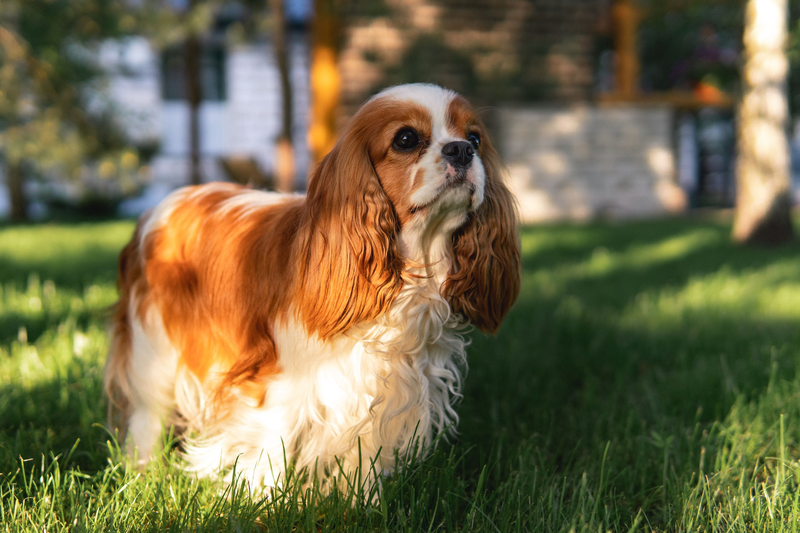Belle Destino (питомник): майское солнышко. Портретный и репортажный фотограф в Воронеже: Анастасия Пузикова